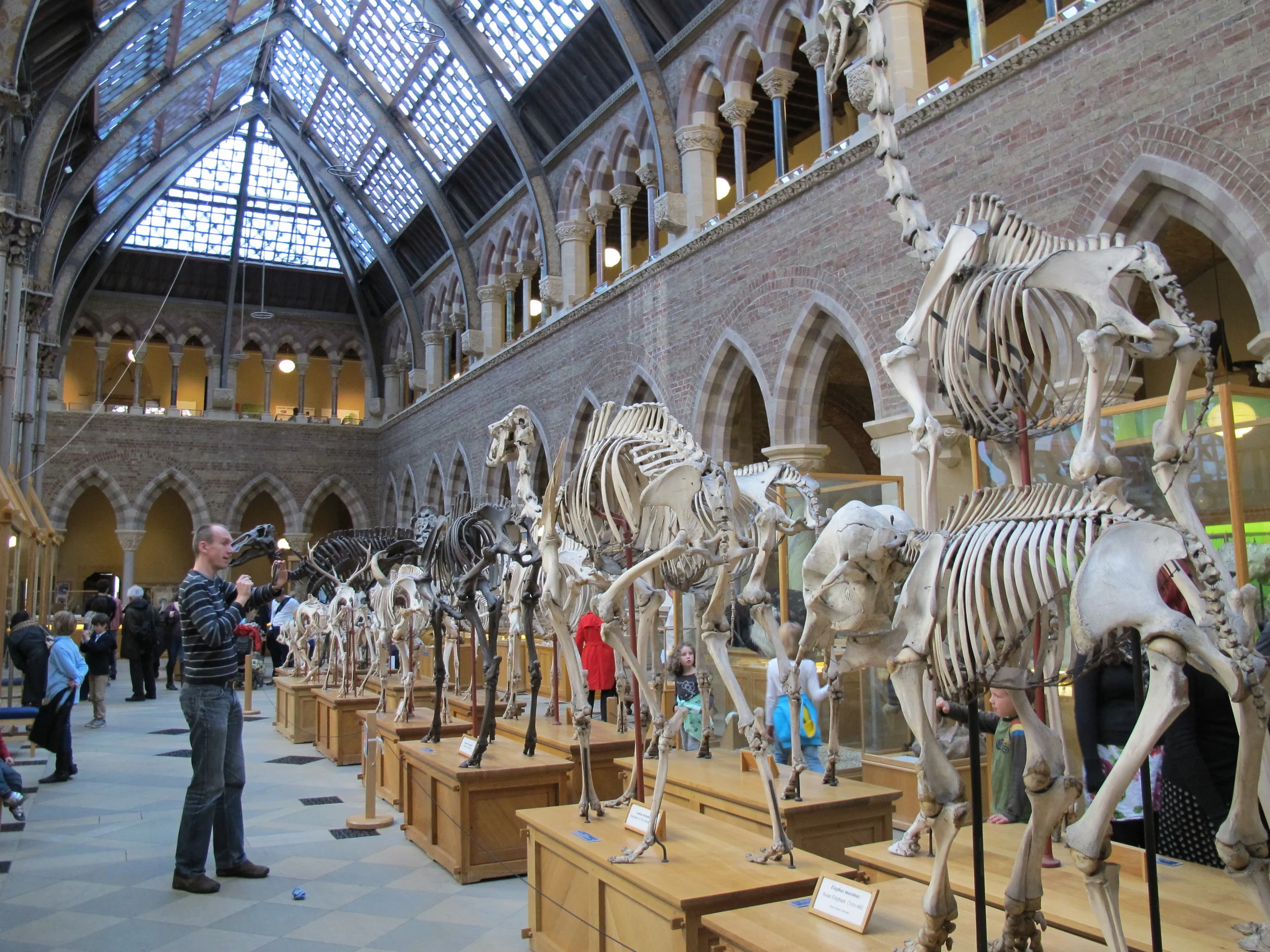 The museum's architectural bones are nearly as striking as those of its stampede of great mammals.