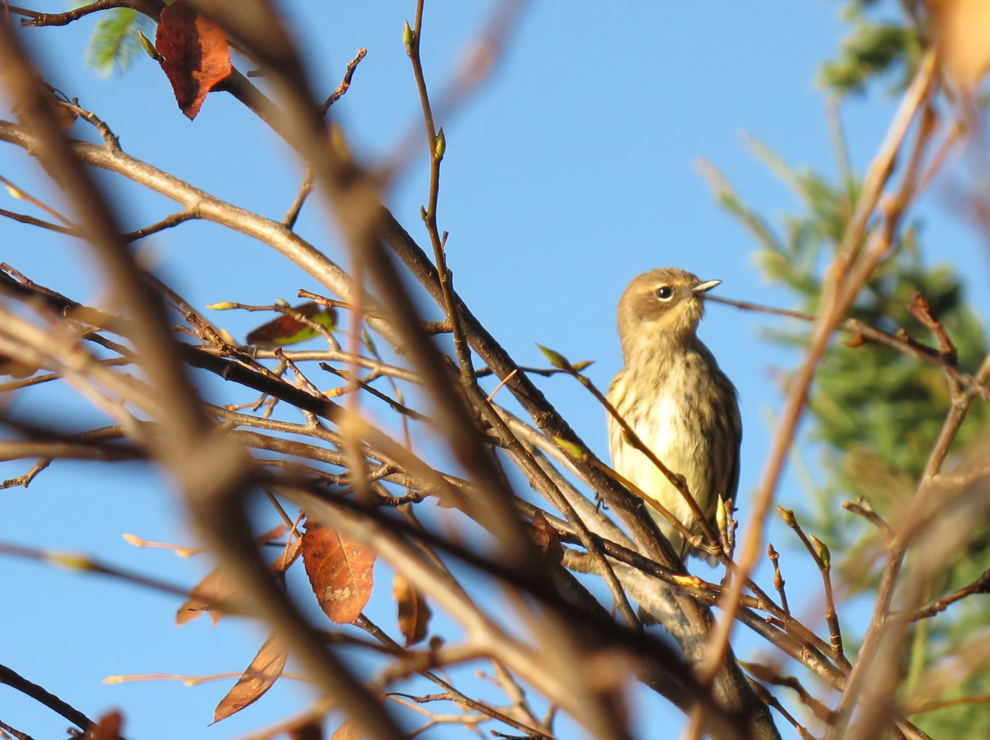 Migrant birds have been passing through this part of coastal Maine. We've seen flocks of warblers—different types that have included the yellow-rumped variety and others we've struggled to identify (warblers aren't always easy). This looked to us like a young bird making his (or her) first migration. Any idea what type?