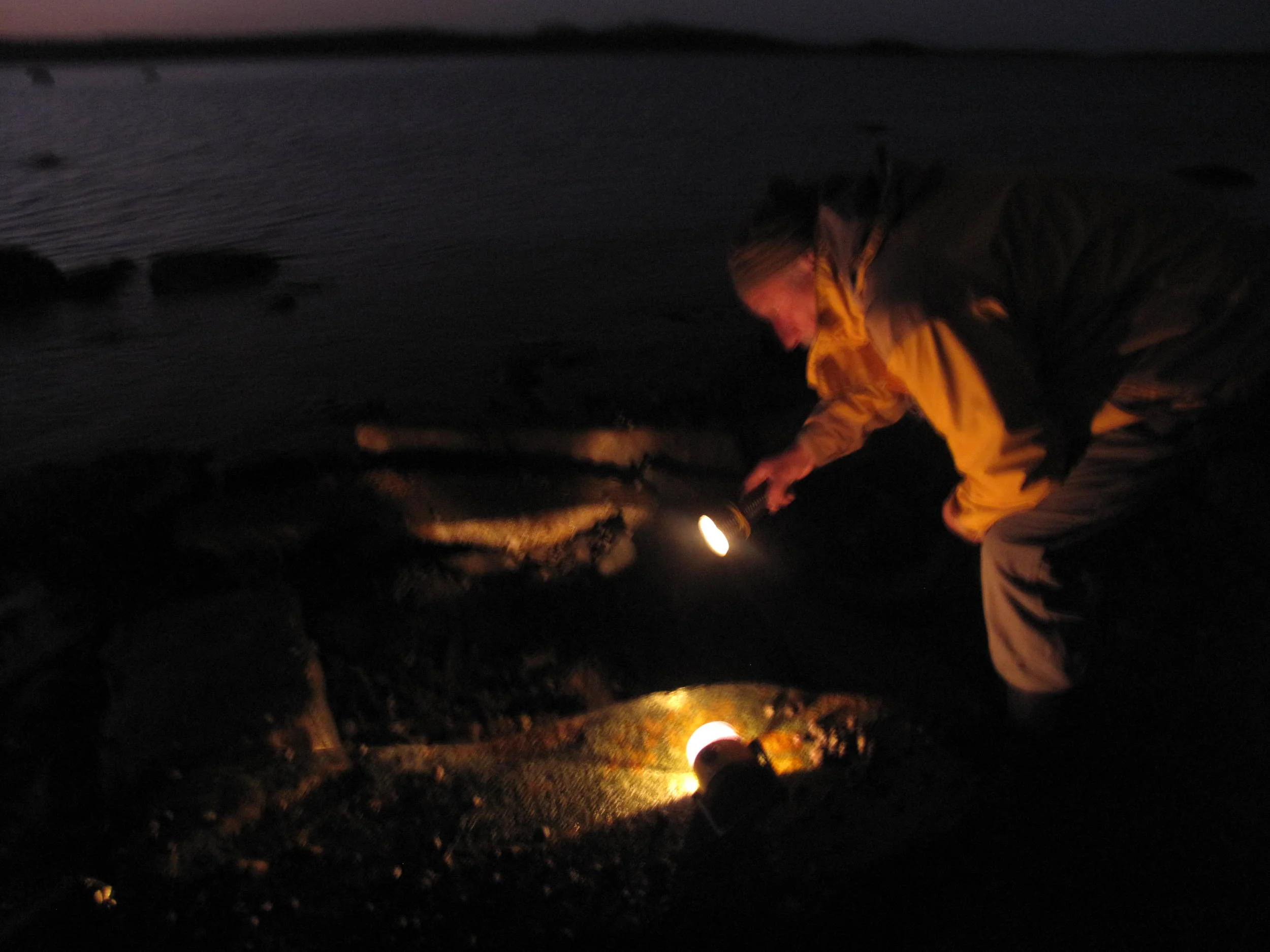Our friend Dave, who works on archaeological digs, came over at 5 a.m. one day this week to walk out into the super-low tide and view what we believe is a Native American relic. It is a square stone construction that emerges in extreme low tides, as it did this week. We know that Native Americans inhabited this area for thousands of years, at least in the summertime (catching and preserving fish, clams, mussels and other seafood), but we're not sure how this stone setup was used. Sea levels were much lower during the most recent Ice Age, so this part of the bay floor may have been dry land at the time when the Native Americans built the stone structure.