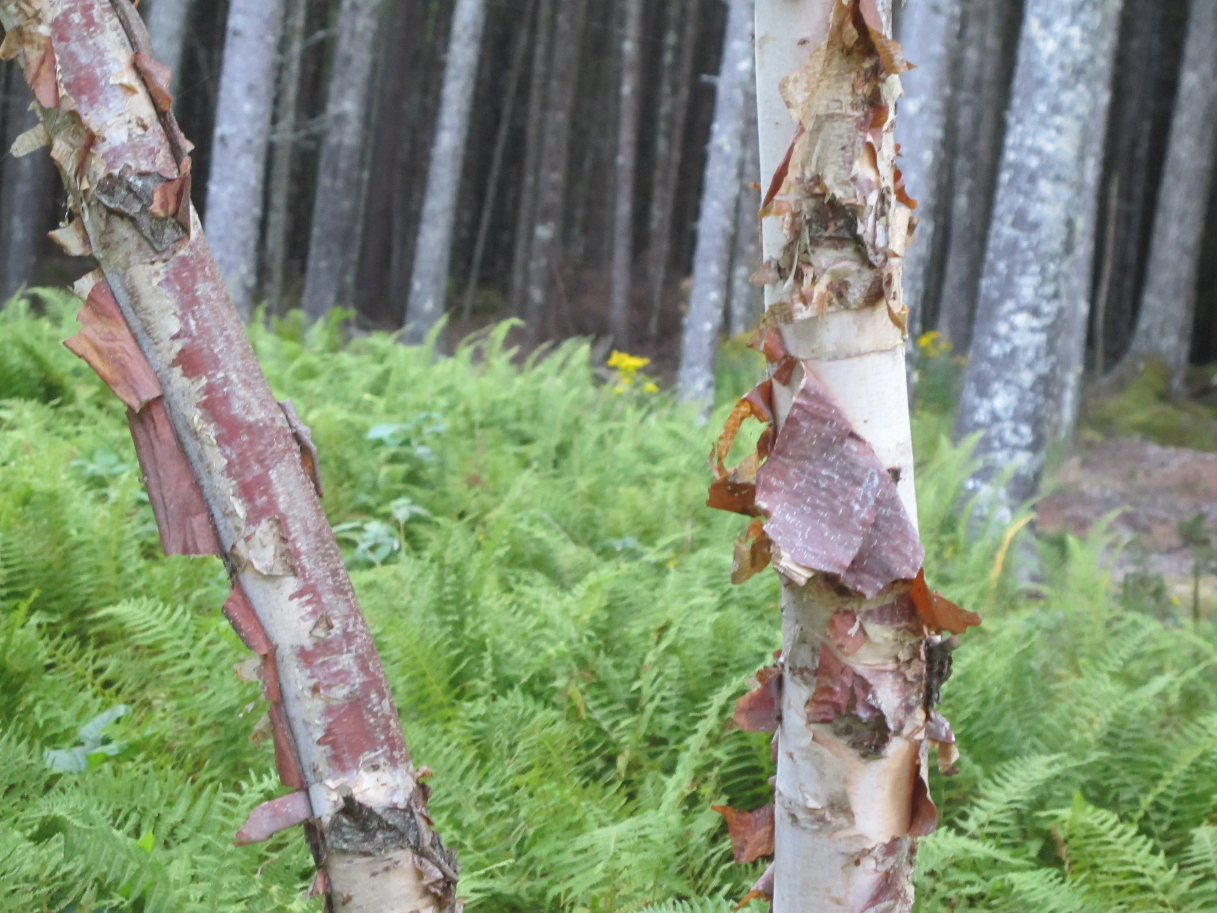 Based on the distinctive bark, can you tell what type of tree is this?