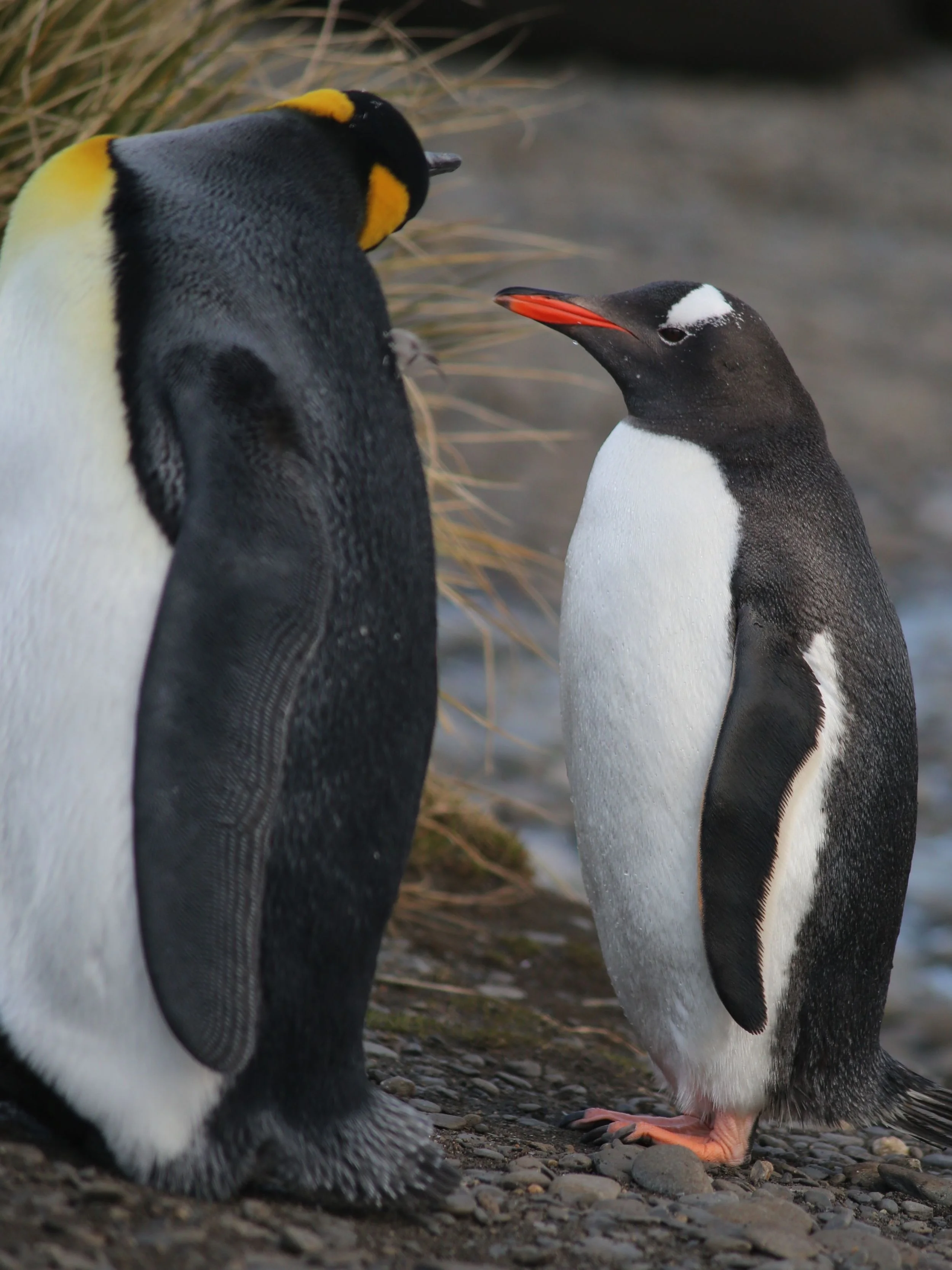 ...and met up with a king penguin cousin.