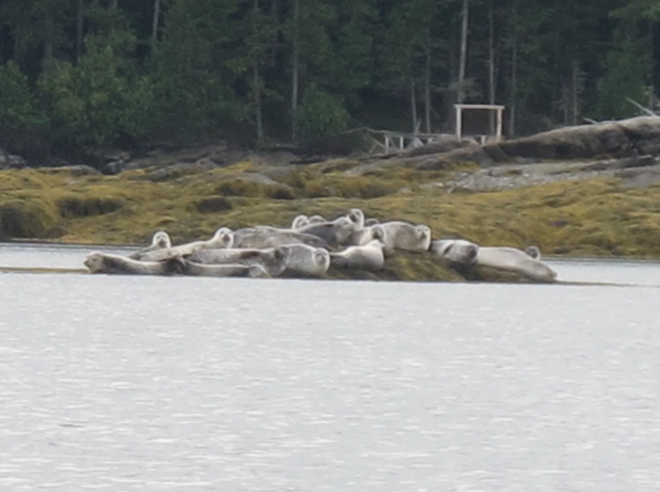 Zooming in on a distant, wobbly photo of some of the seals hanging out.
