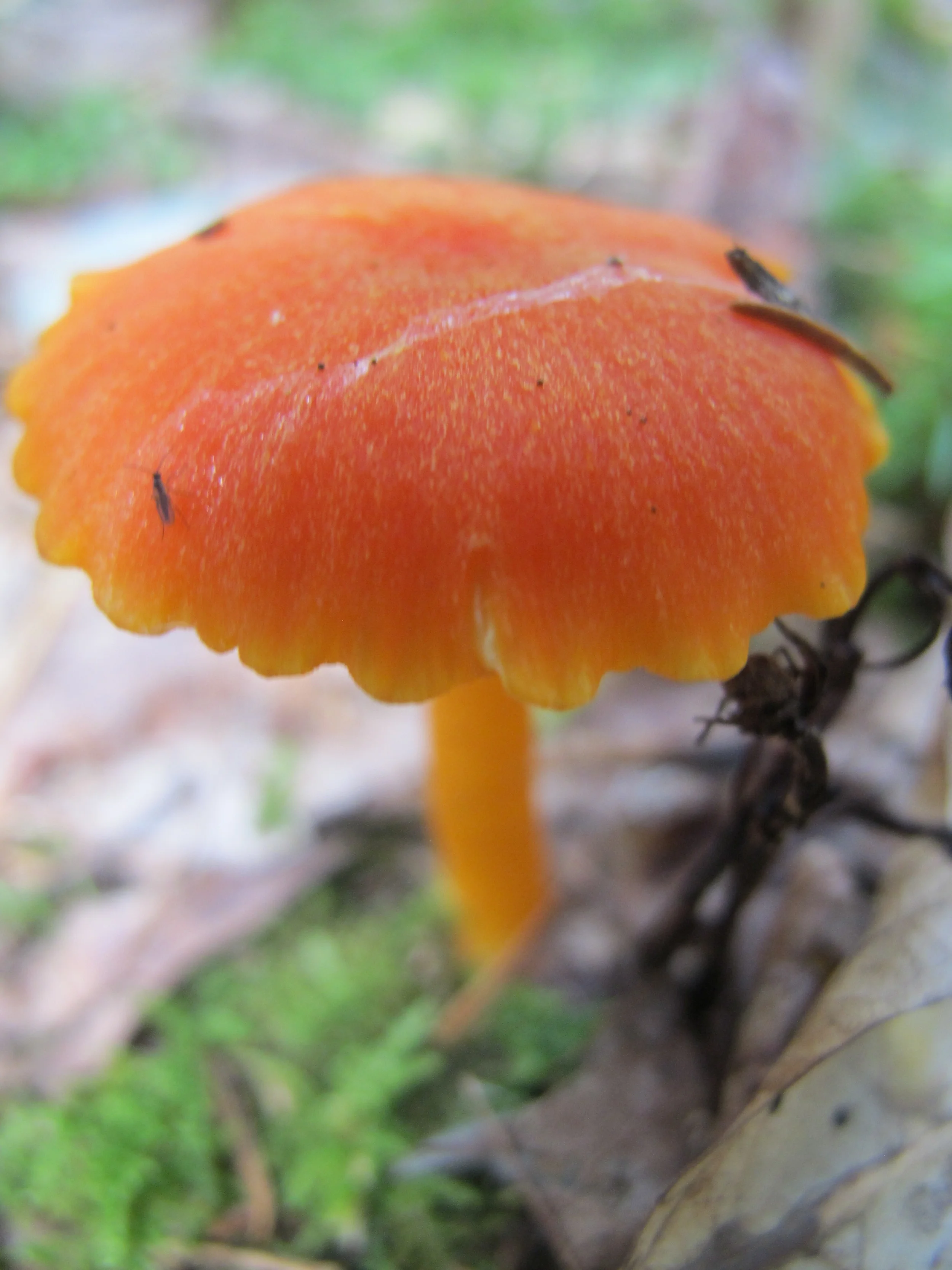 Up here in Maine, mushrooms seem to be sprouting everywhere. This lovely one (can you identify the type?) didn't look edible.