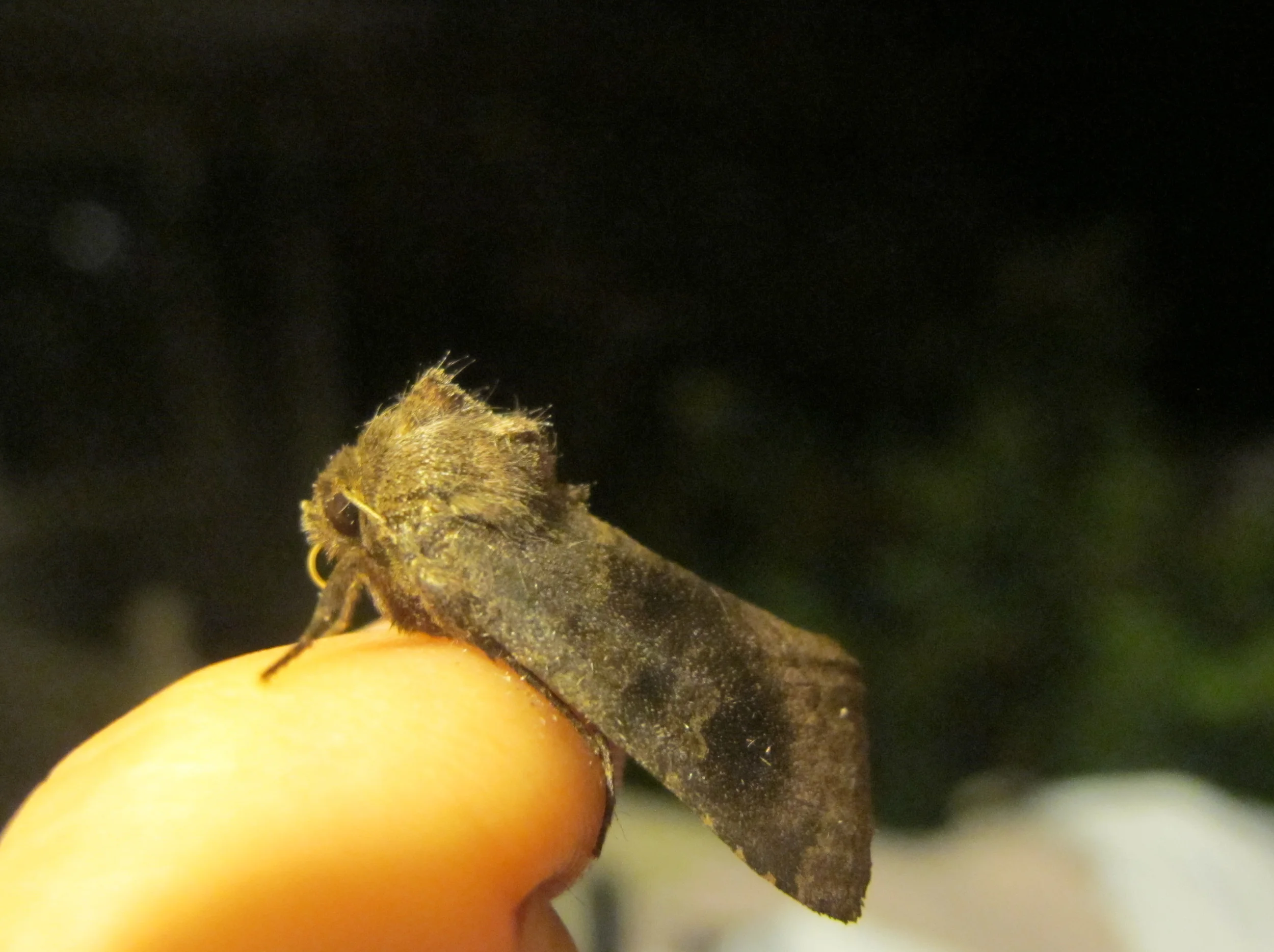 On close inspection, the moth appeared to have an unruly head of hair.