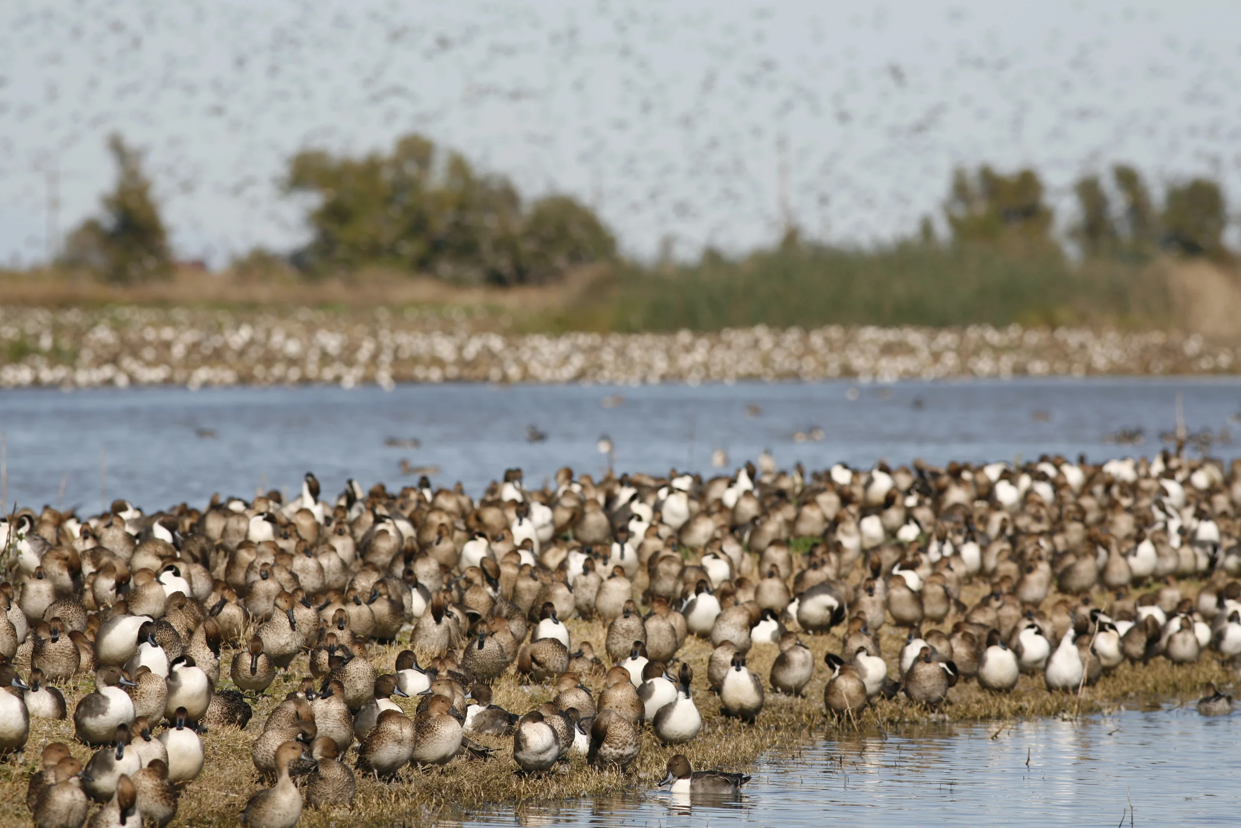 Some of the migrating waterfowl we saw at the Sacramento National Wildlife Refuge last fall.