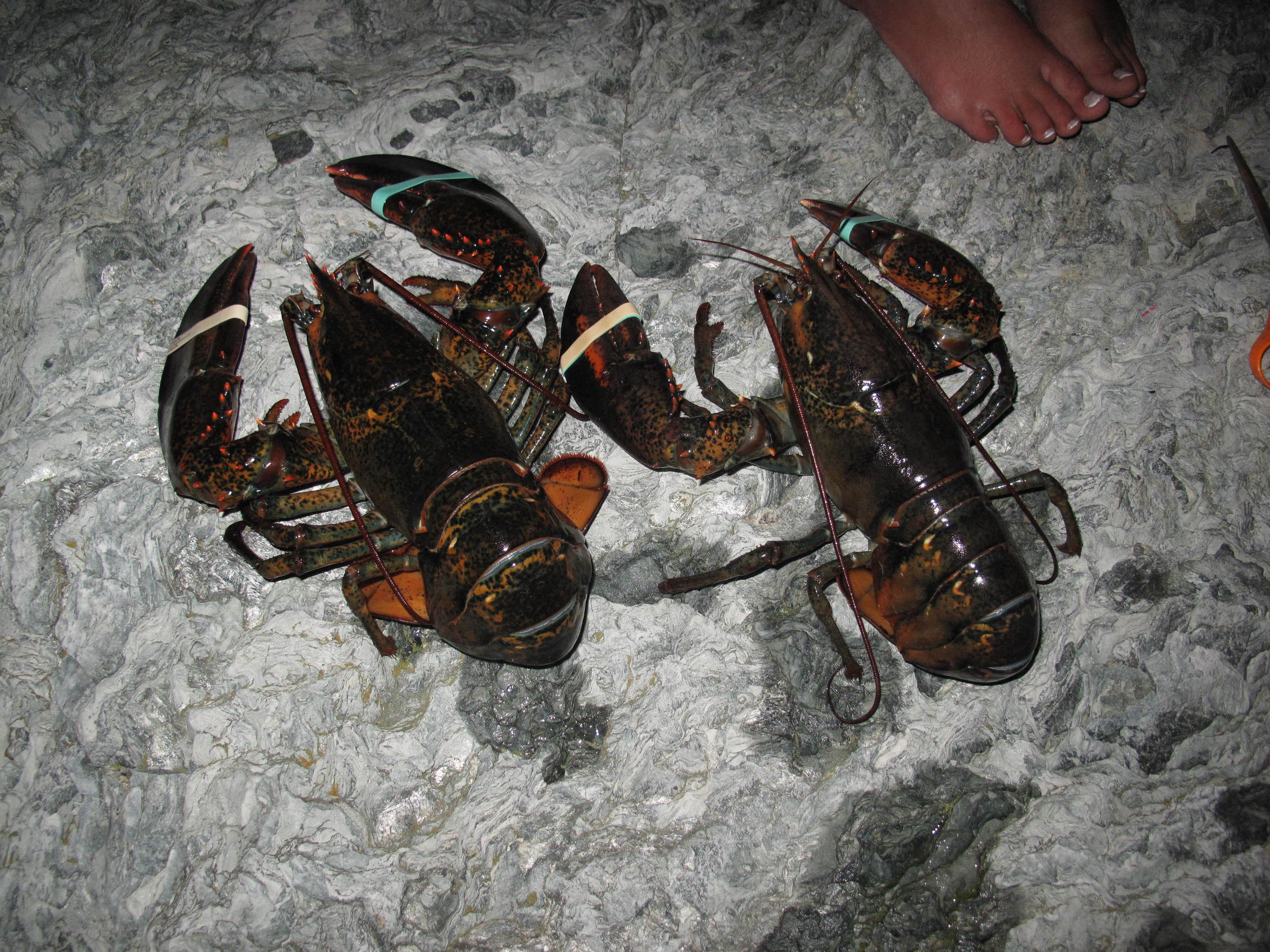 Call us crazy (you won't be the first), but Pamelia and I held our fourth annual Lobster Independence Day festivities on Monday night at our house. Each year, to show appreciation for our favorite crustacean, we release two large female lobsters that've we've bought at a local pound. We talk with our guests about the life cycle of lobsters (and how older females produce far more eggs than younger ones), we make up lobster poems and songs, and sometimes we attach extra meaning to the two freed lobsters. This year we named them Pam and Paula for the late mothers of Pamelia and our friend Kathy.