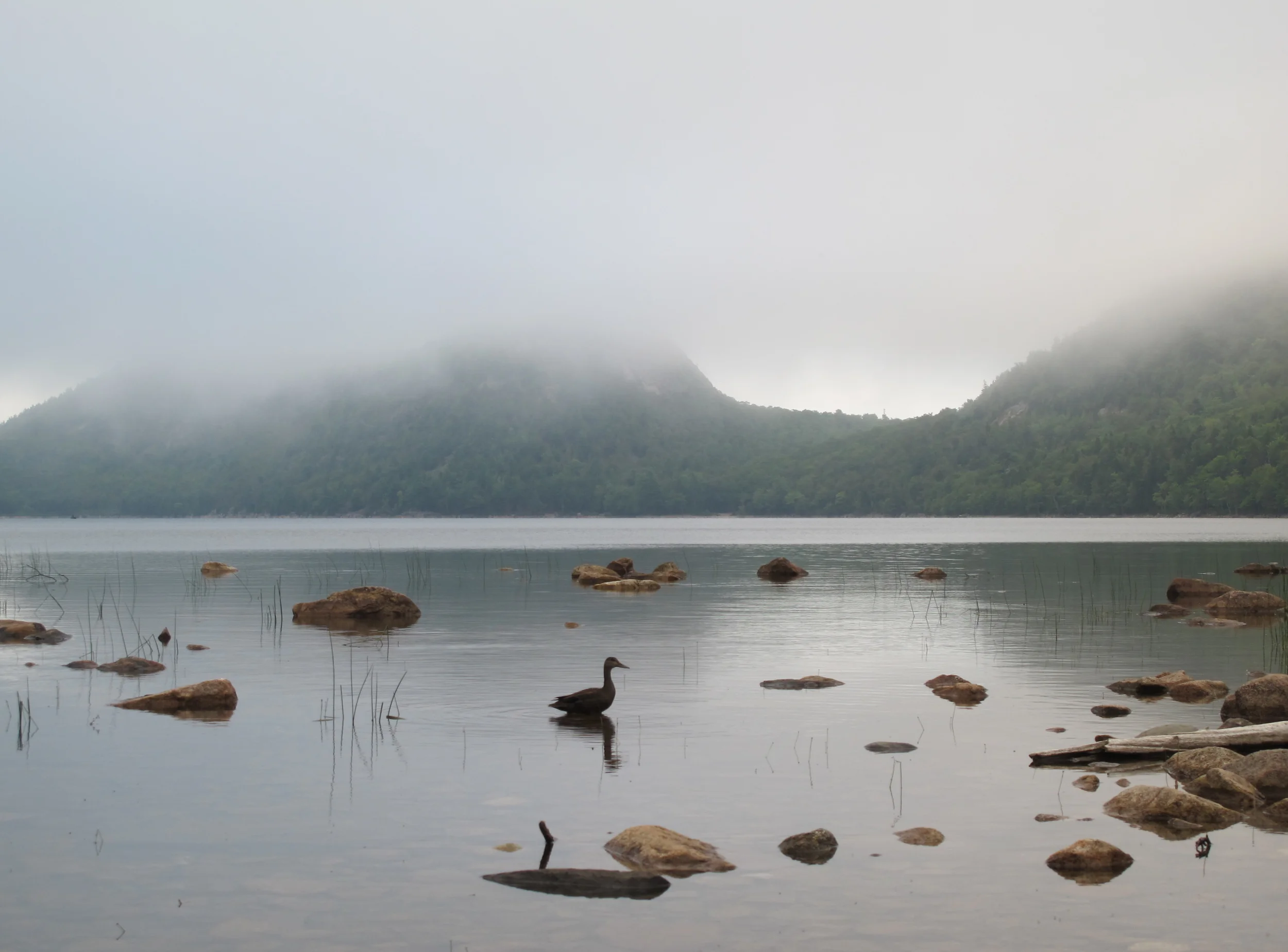 Jordan Pond last evening, at the end of our busy workshop day. The pond provides not only drinking water for Seal Harbor and a lovely setting for the famous Jordan Pond House (the only restaurant located within Acadia National Park) but also a pristine hangout for the occasional American black duck.