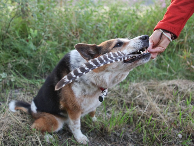 Lynn named her dog Towhee because his colors match those of the spotted towhees she sees in the Pacific Northwest, where she lives for much of the year.