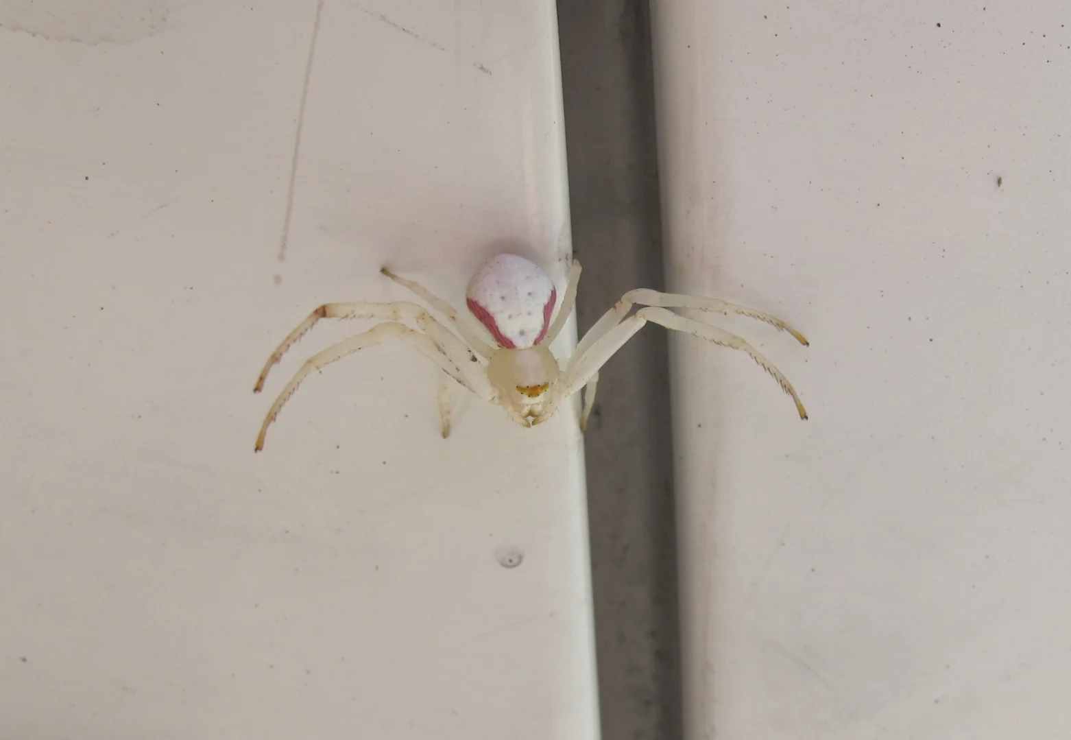 If this is a Candystripe spider, its siblings might range in color from white to yellow to green—but always with that red patch.