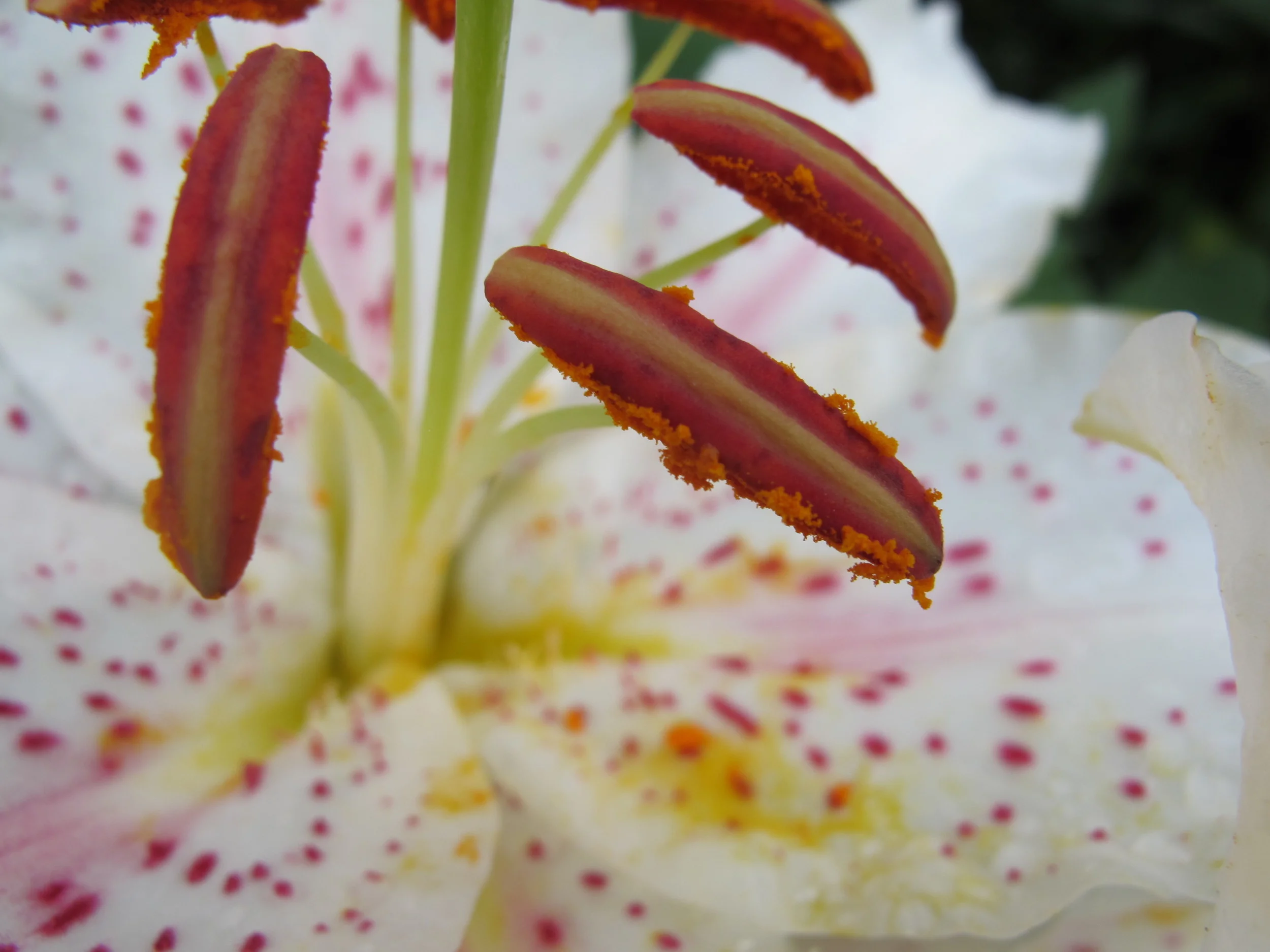 Can you identify the parts of this lily?