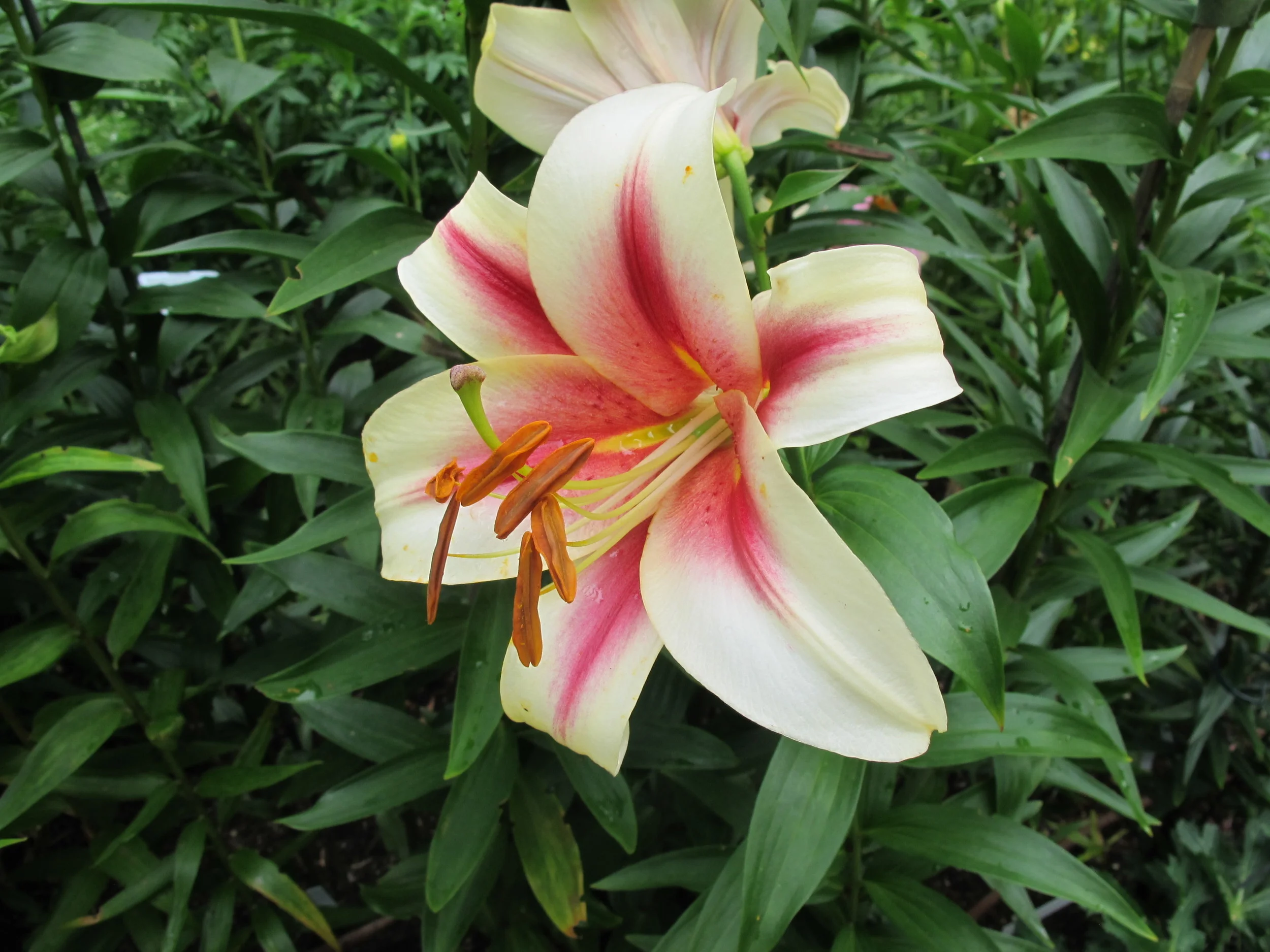This lily is named for a sports star who is returning to action (see next photo)...