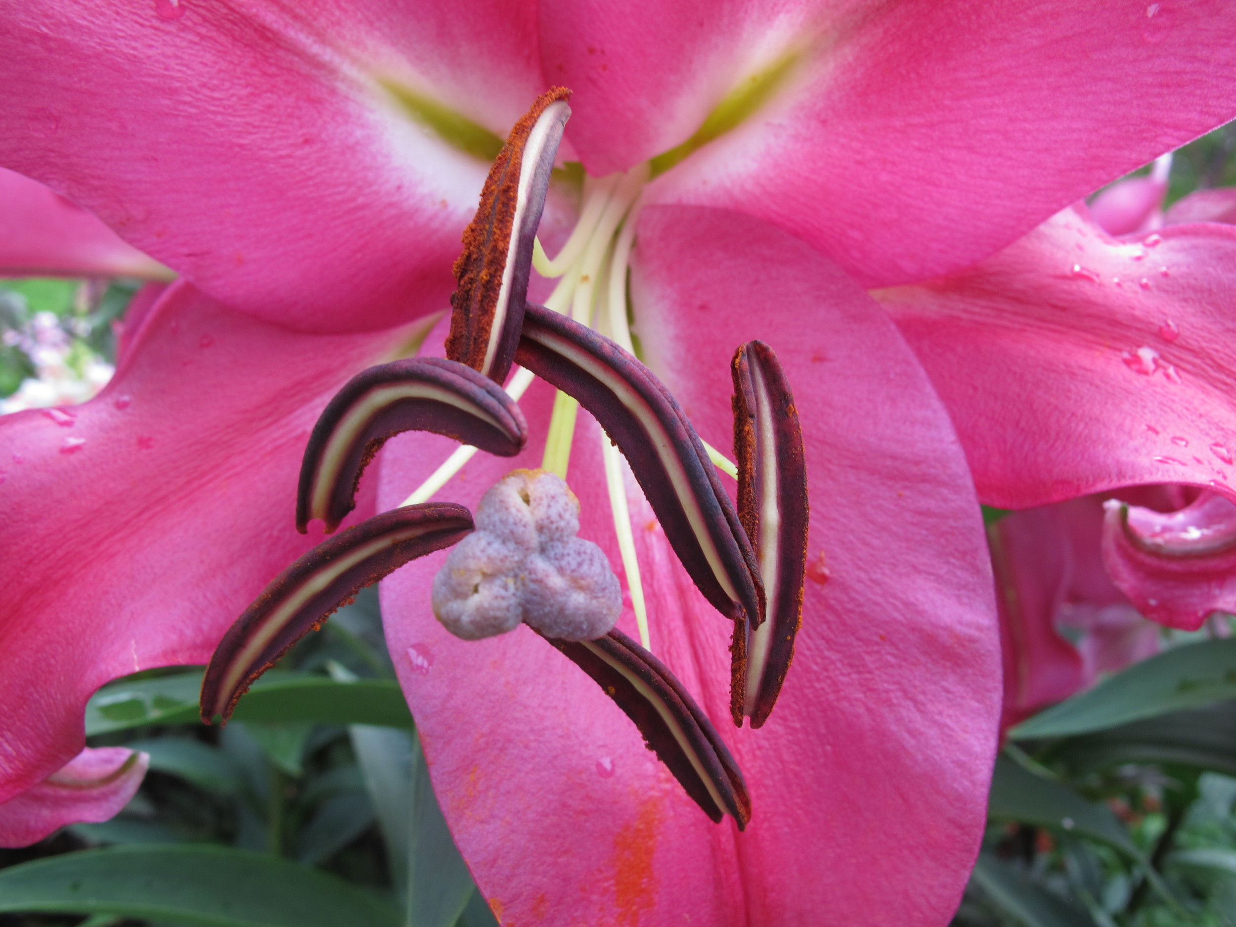 Another chance to identify the parts of a lily...