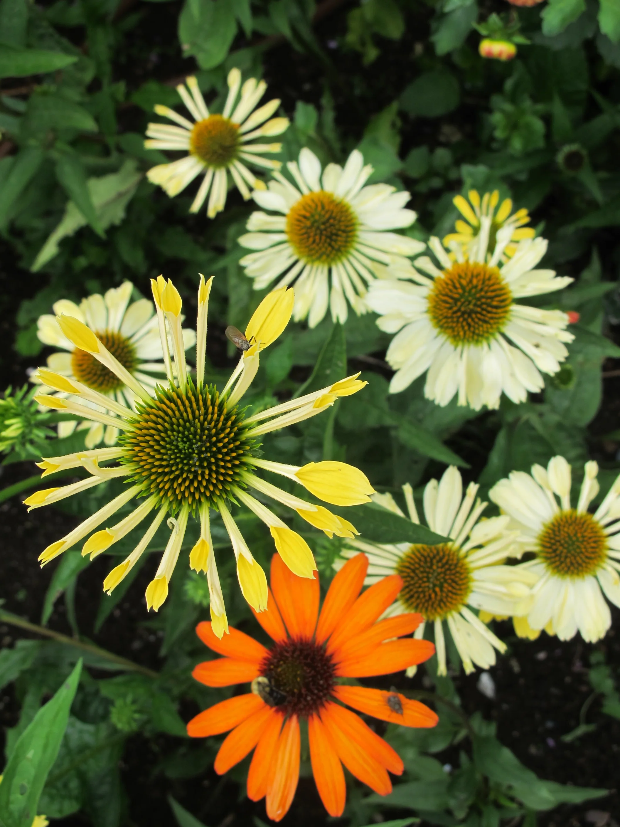 The garden is filled with striking patterns.