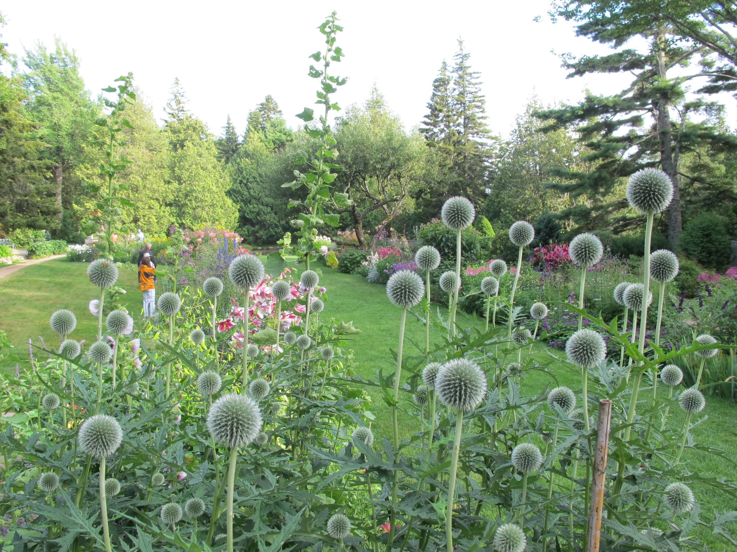 A portion of Thuya Garden as seen through a spiky solar system of globe thistle.