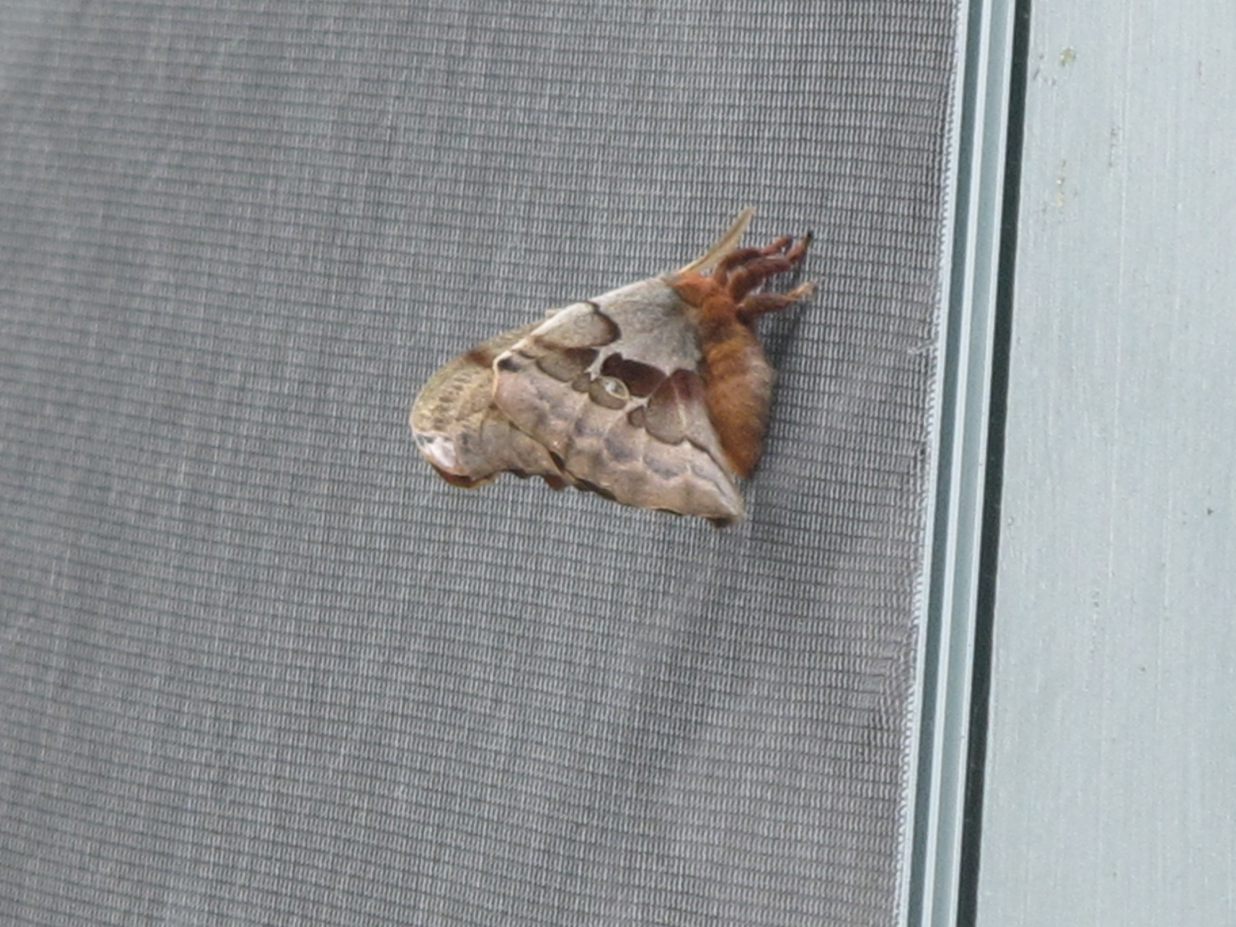 A 10-year-old boy saw a crowd of grown-ups gathered outside the Notebook trying in vain to identify this large flyer attached to an upstairs window screen. He declared, "That's a polyphemus moth!" He was right, of course, as 10-year-olds so often are. I love moments like that at the Notebook.