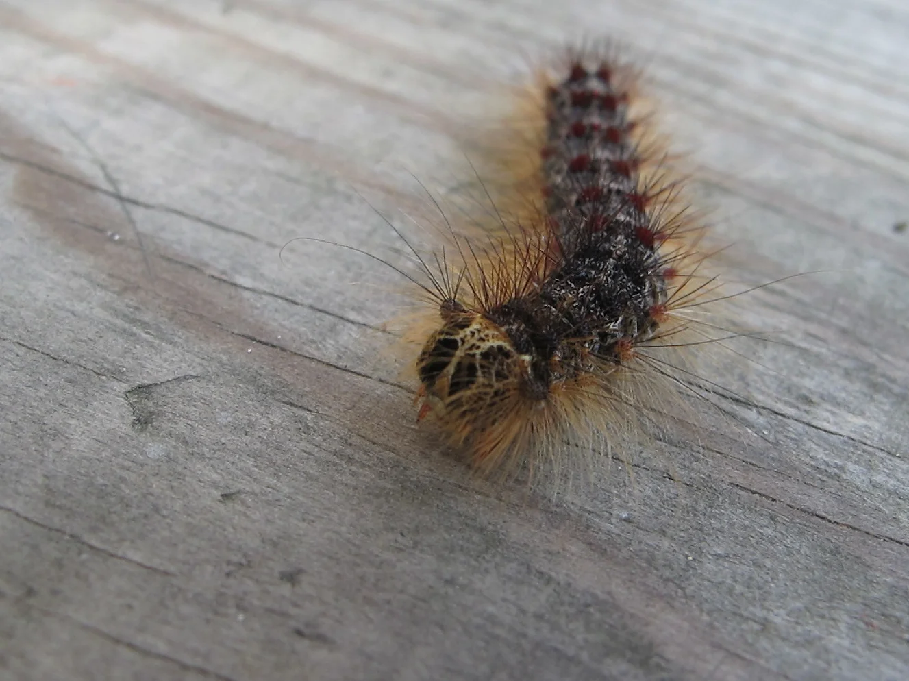 A caterpillar (not one of Michael's specimens) explored the Notebook deck this week.