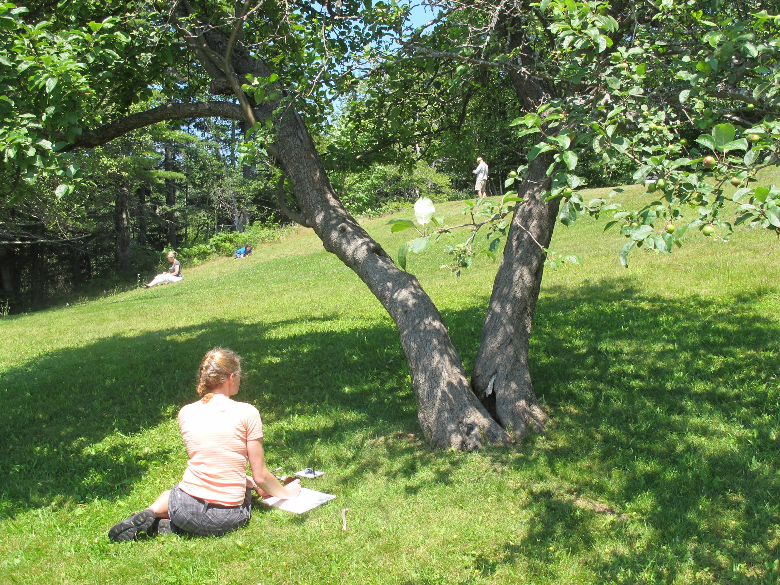Our artists at work on an apple-tree-shaded hillside that overlooks the sandy beach in Seal Harbor.