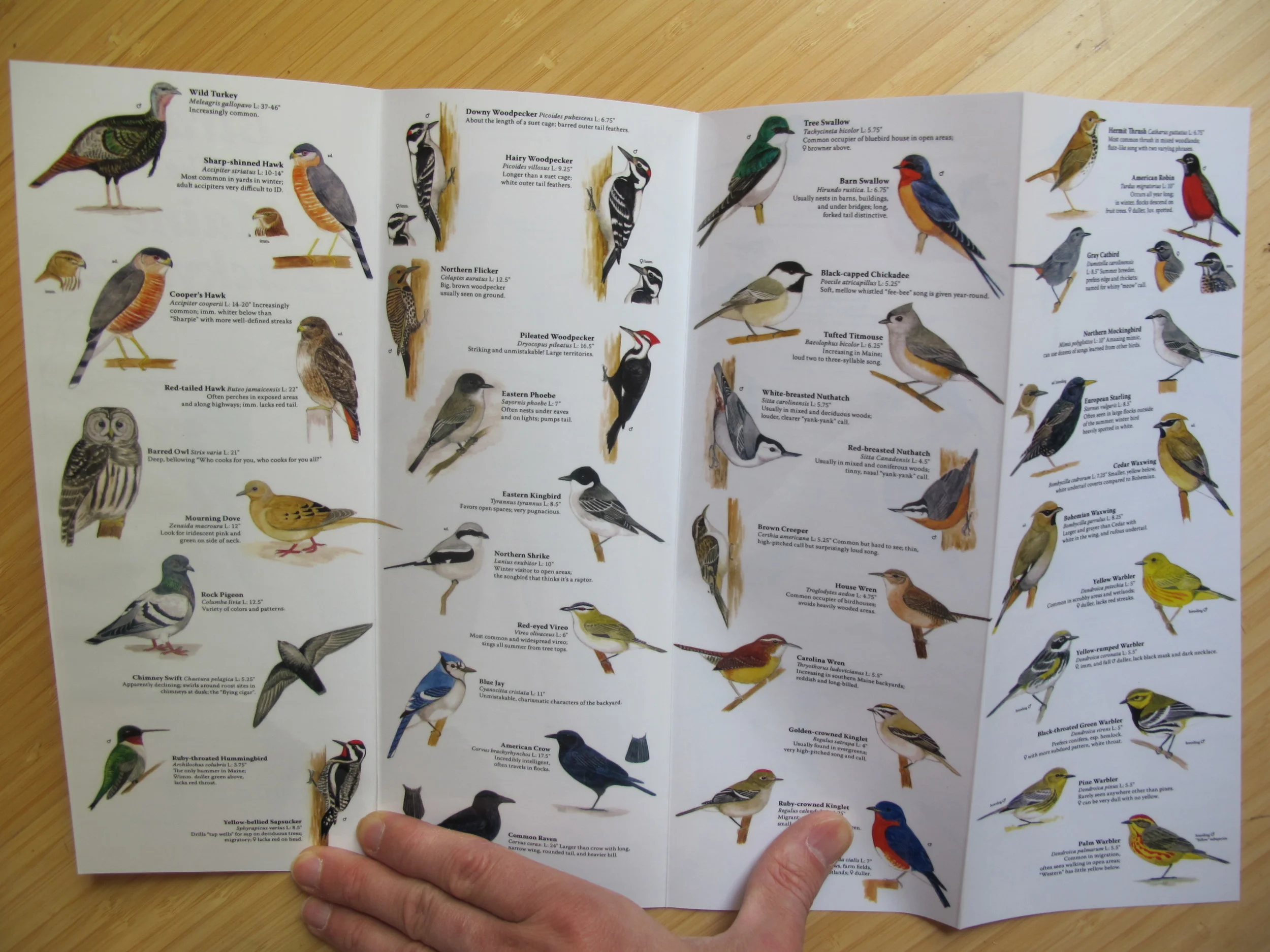 Luke illustrated this Maine bird guide at age 16.