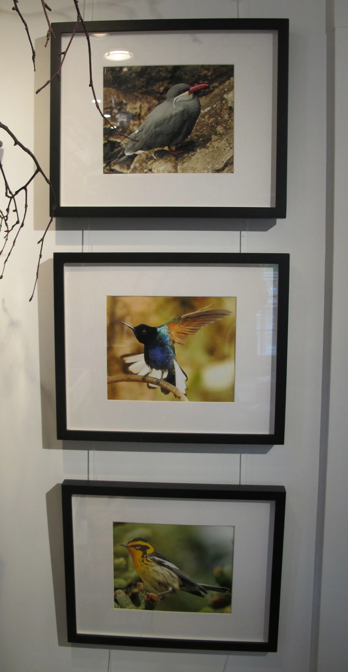 Three of Luke's bird photographs at the Notebook. From top to bottom, the birds are an Inca tern, a velvet-purple coronet and a Blackburnian warbler. They look even better when you see them in person.