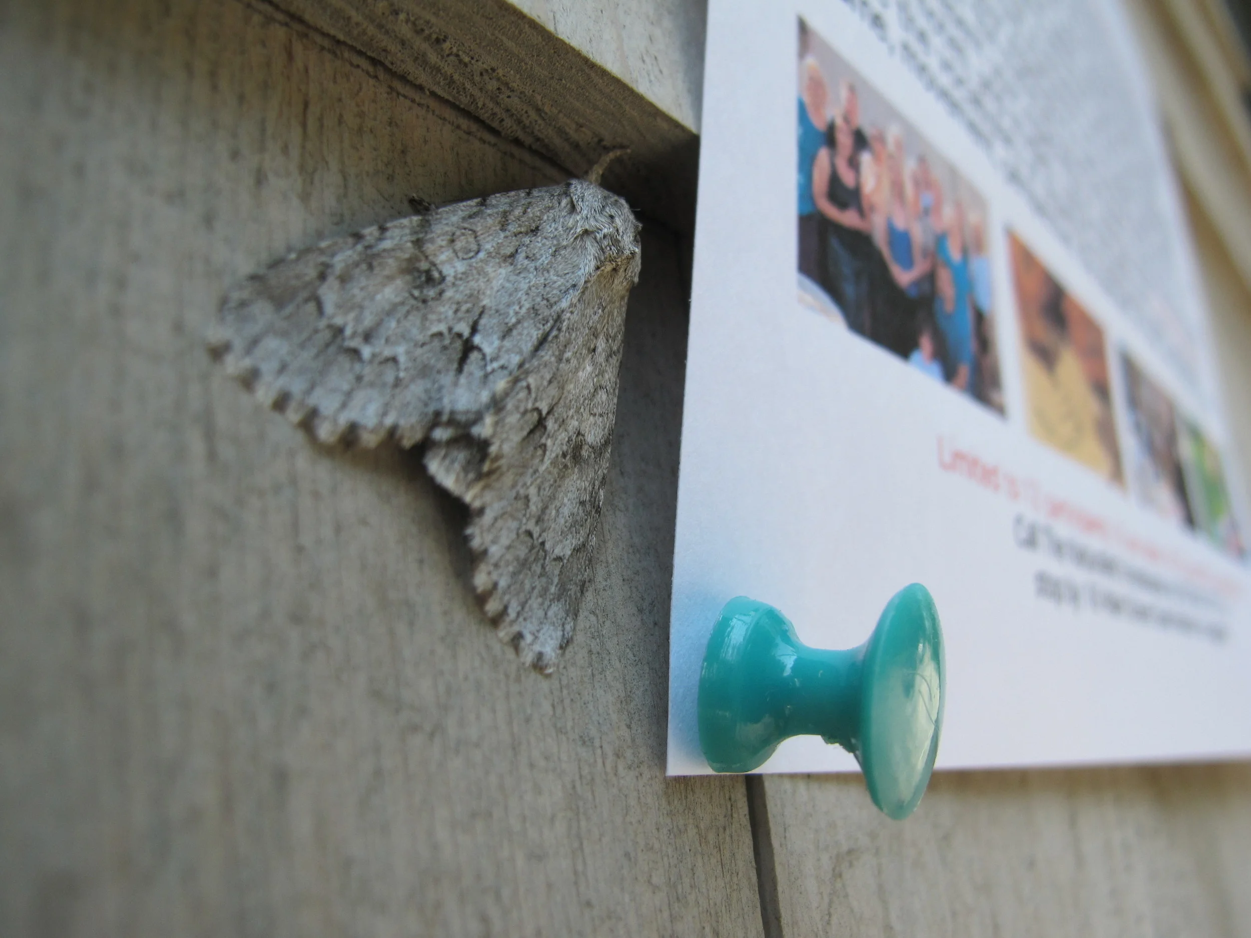 Can you identify the type of moth that was trying to blend into the siding of the Notebook this afternoon? The answer will be in the next post.