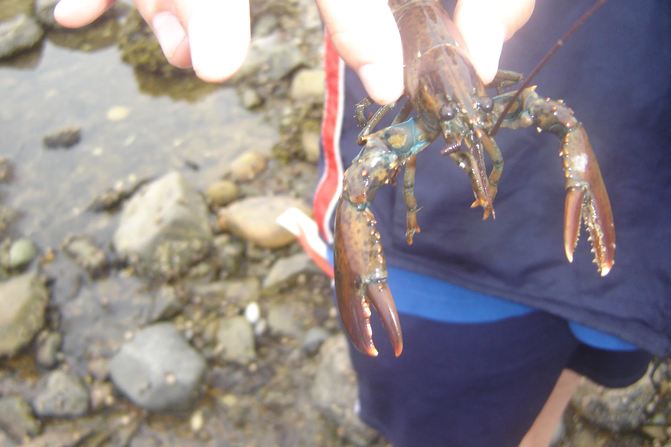 Dale and his family discovered this tiny lobster while exploring at low tide near Southwest Harbor. I've never come upon one while walking the low tide. A century ago the Maine shore was so littered with lobsters that they were served to jail prisoners virtually every night.