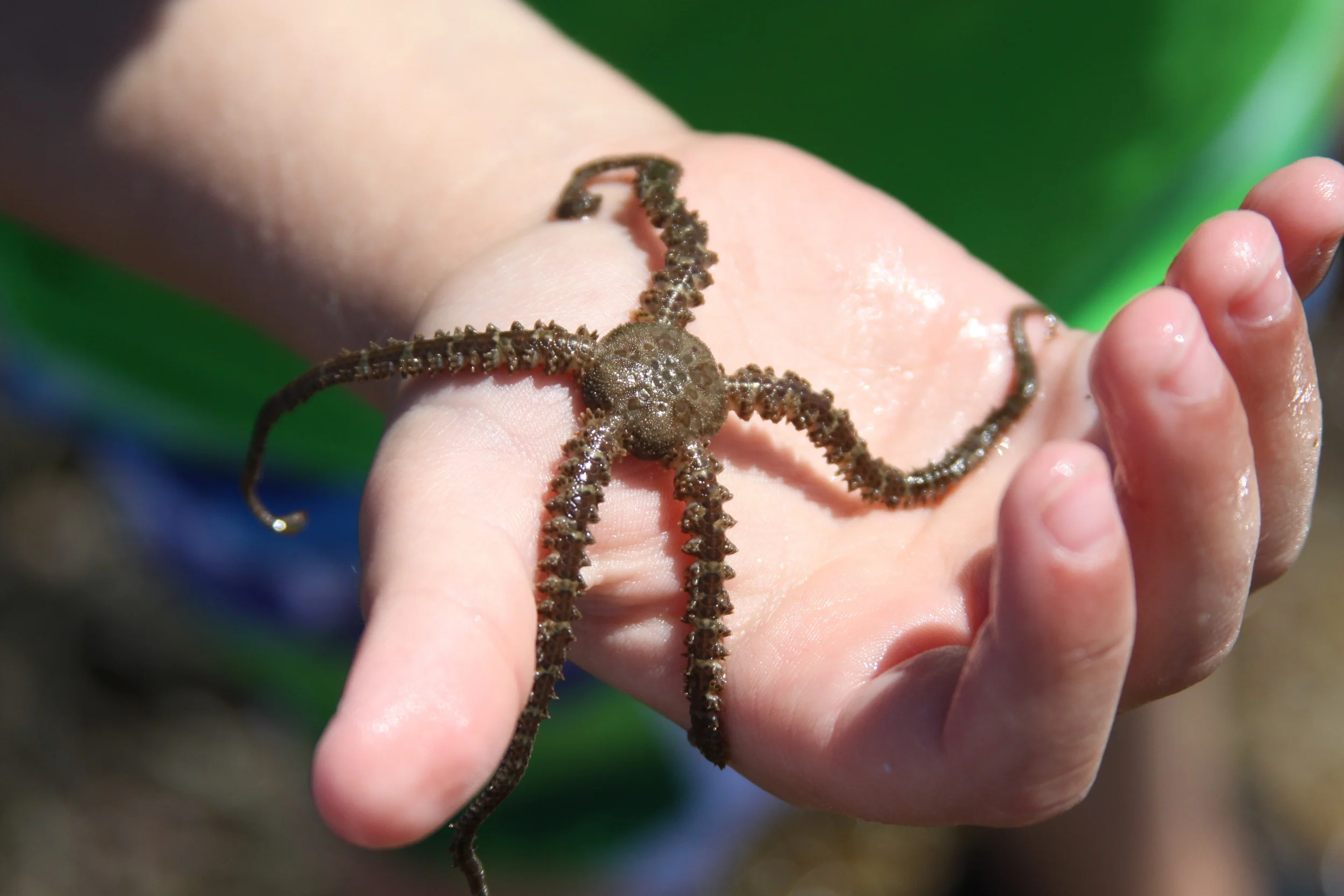 A brittle star that Dale's family found.