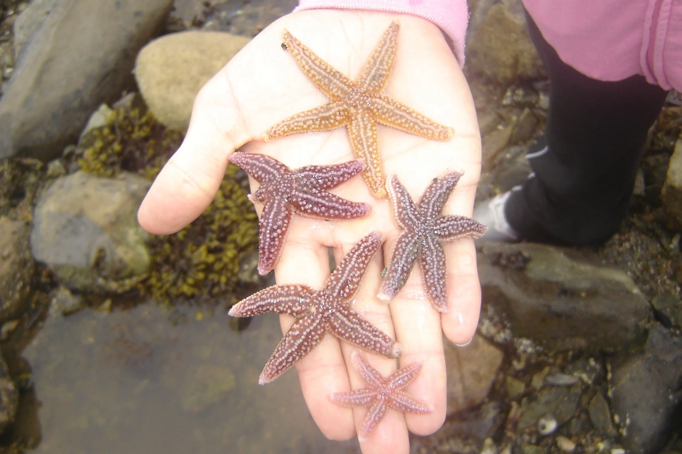 A multicolored collection of sea stars from their outing.