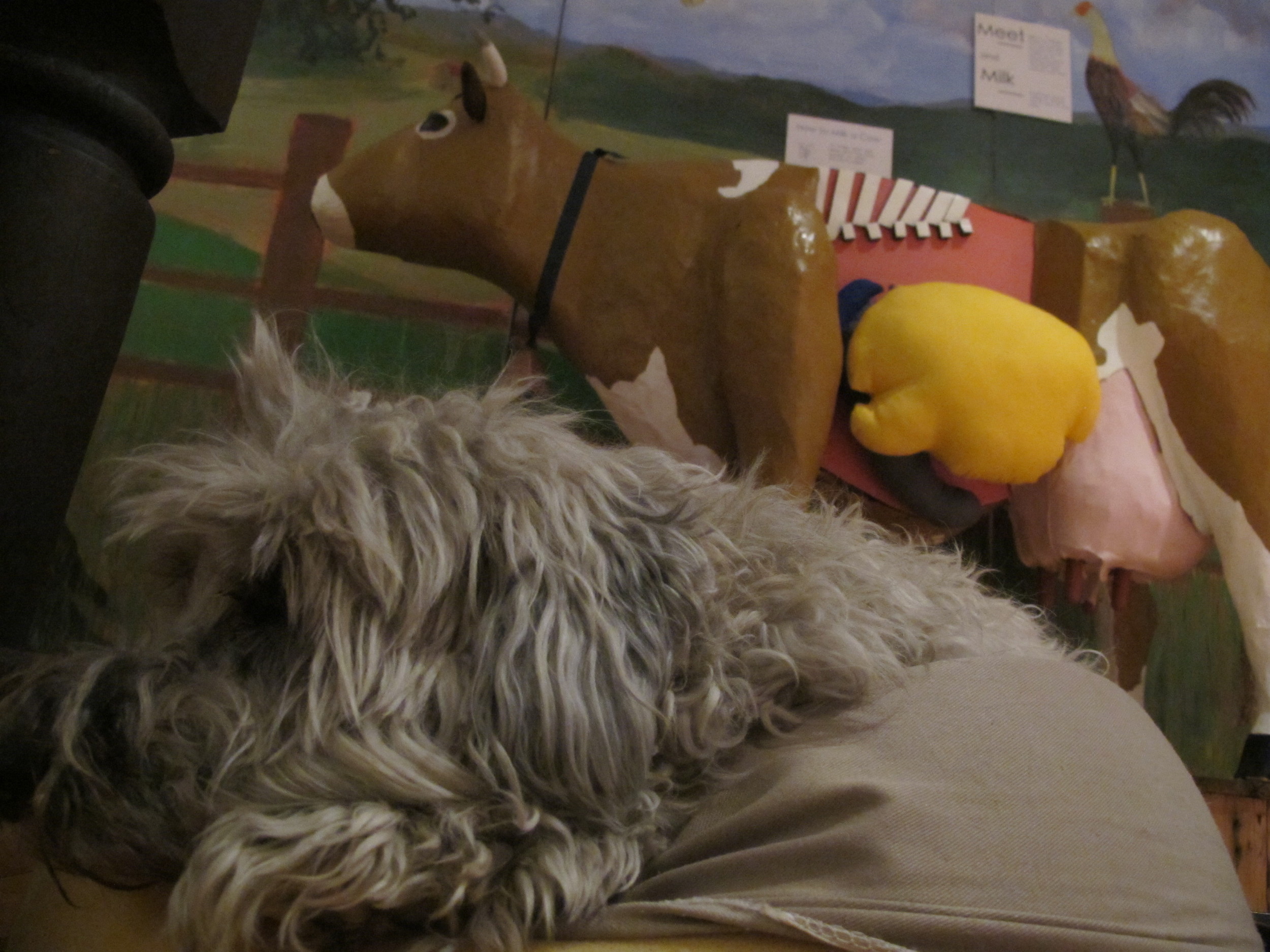 Wooster spent a night at the Notebook with Millie during our final preparations.