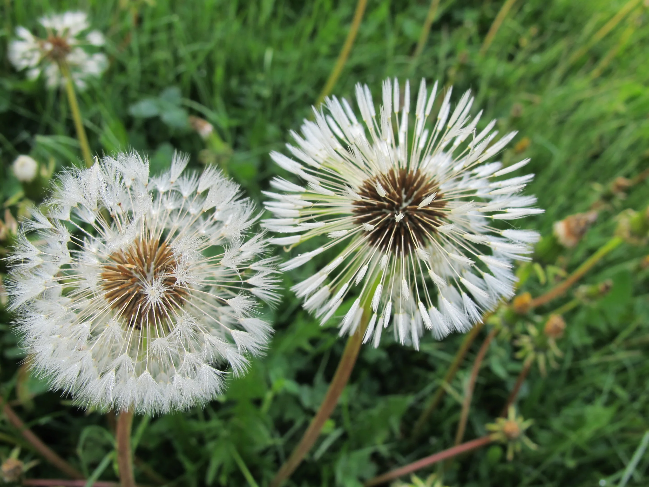 Our dandelion field (a.k.a. lawn) keeps getting more beautiful.