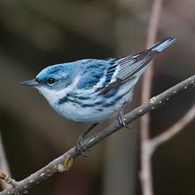 The cerulean warbler, courtesy of a better prepared photographer from Wikipedia