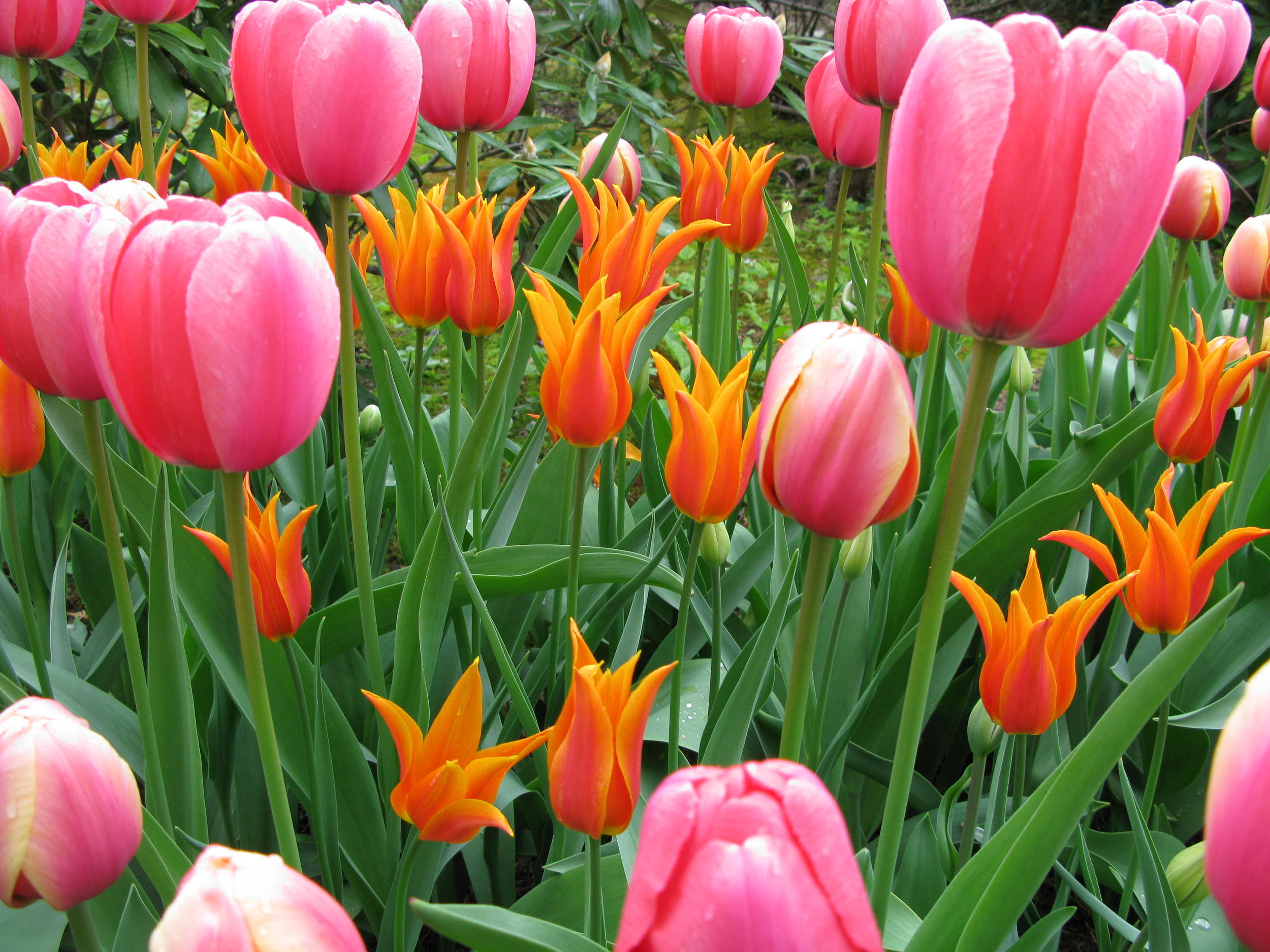 I hope those of you in Maine didn't miss last Saturday's Spring Bulb Tour on the W.P. Stewart estate in Northeast Harbor. The gardens there boast a stunning 45,000 bulbs—mostly tulips, such as those above, but also daffodils, anemone and hyacinths. It's one of the most spectacular spring events in the state, so put it on your calendar for next year.