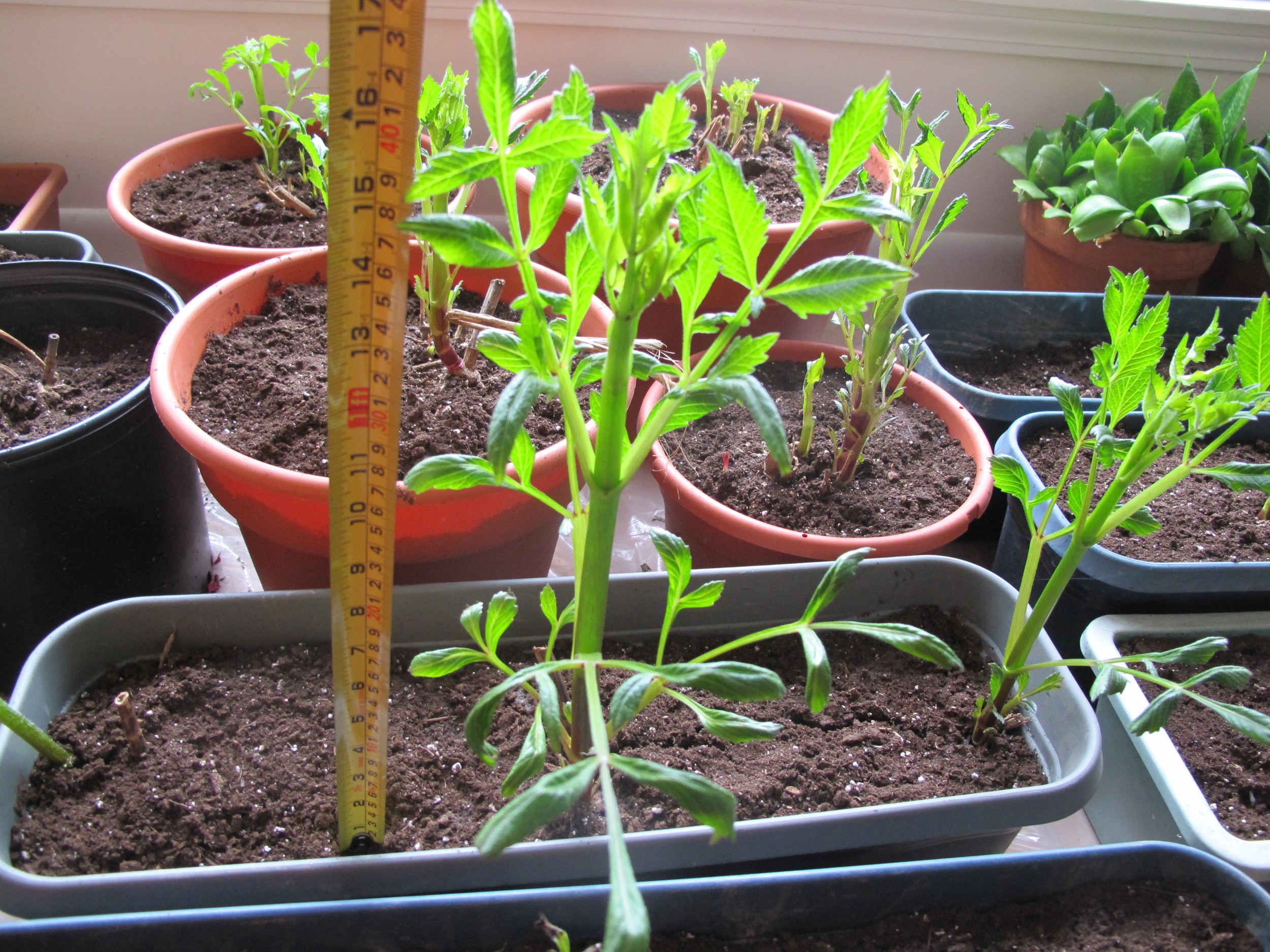 Watching the grass grow may be the clichéd metaphor for dullness, but watching our dahlias shoot up from their indoor starter troughs is at least as fun as attending a snail race. At their current rate of an inch and a half of growth a day, the dahlias will hit the living room ceiling by July—except they'll be planted outside by then.