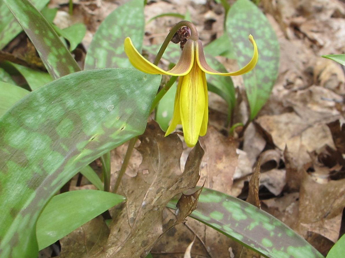 Our woods is blanketed with these wildflowers, which have three names: trout lily (because of the speckled pattern on the leaves), adder's tongue (because of the shape of the flower) and dogtooth violet (because someone who saw it must have loved dogs; the plant isn't even a type of violet).