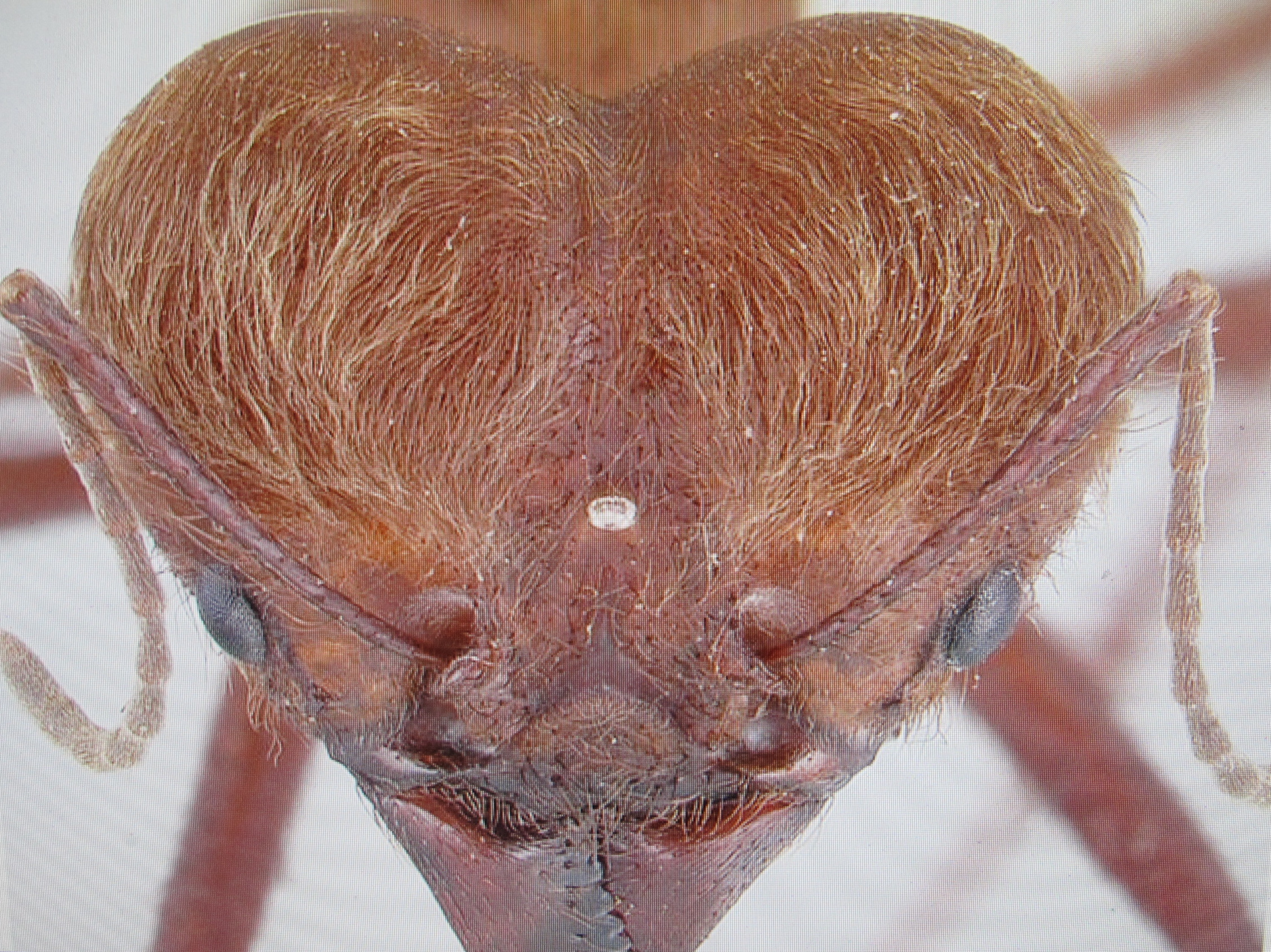 This barber's-eye view of a Costa Rican leaf-cutter ant shows the sort of detail visible in the California Academy of Sciences photo series..