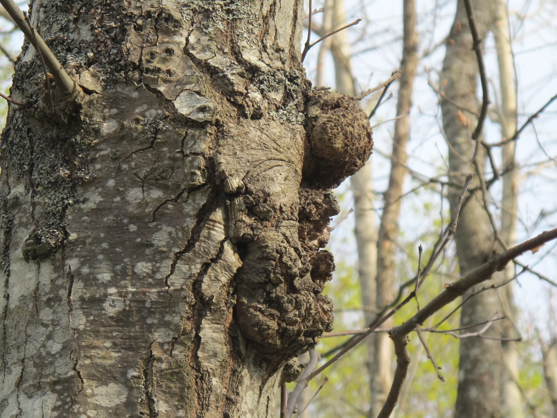 Is it me, or does the right side of this tree look like a caricature of former president Bill Clinton?