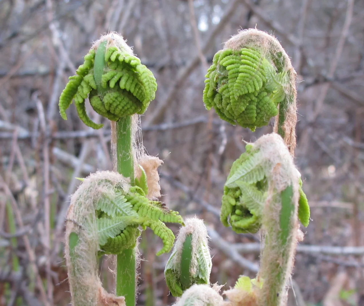The fiddlehead ferns I showed you last week—when they still had their Justin Bieber haircuts—are unfurling into a new range of creatures, including a goose and an accountant wearing eyeshades.