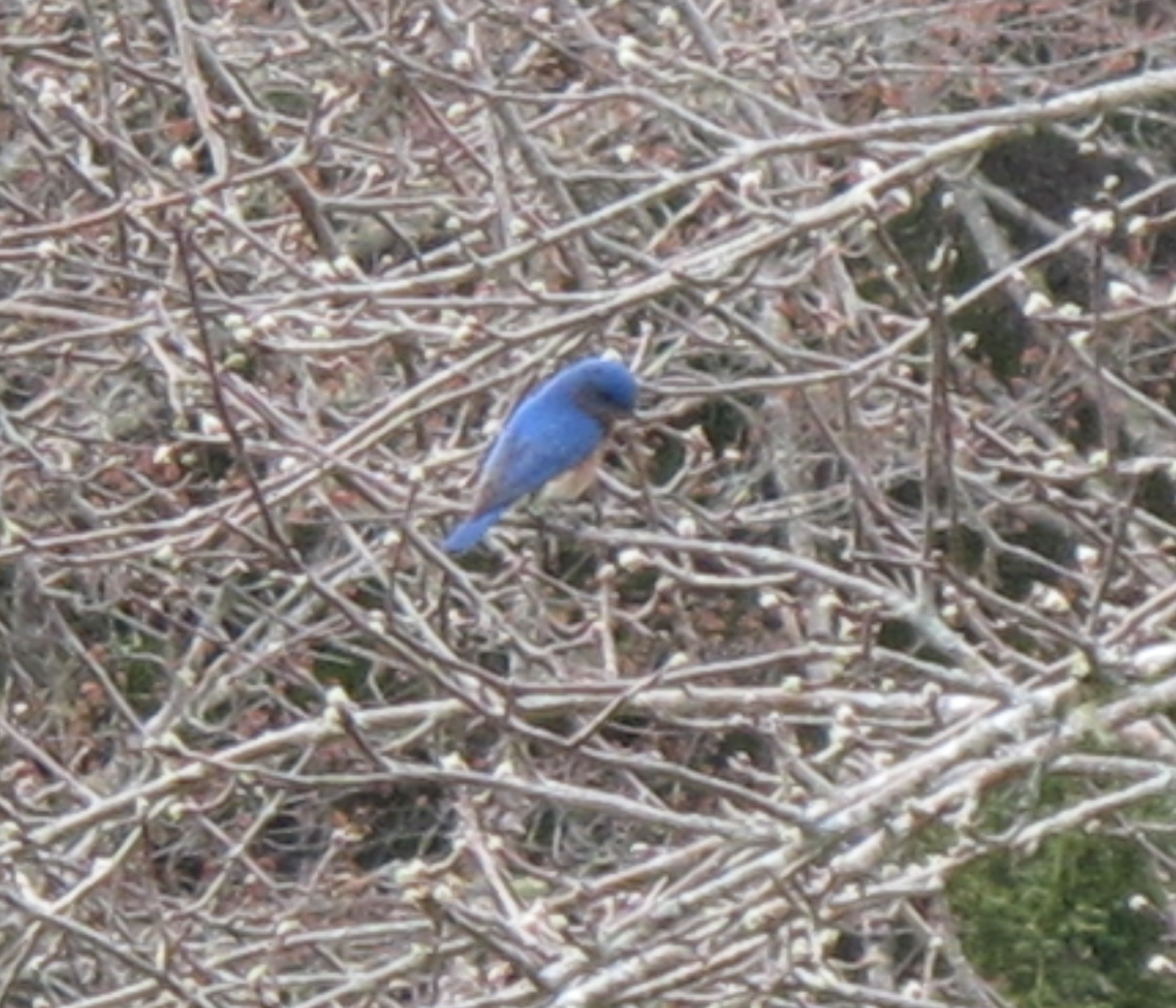 Yes, it's a bluebird.