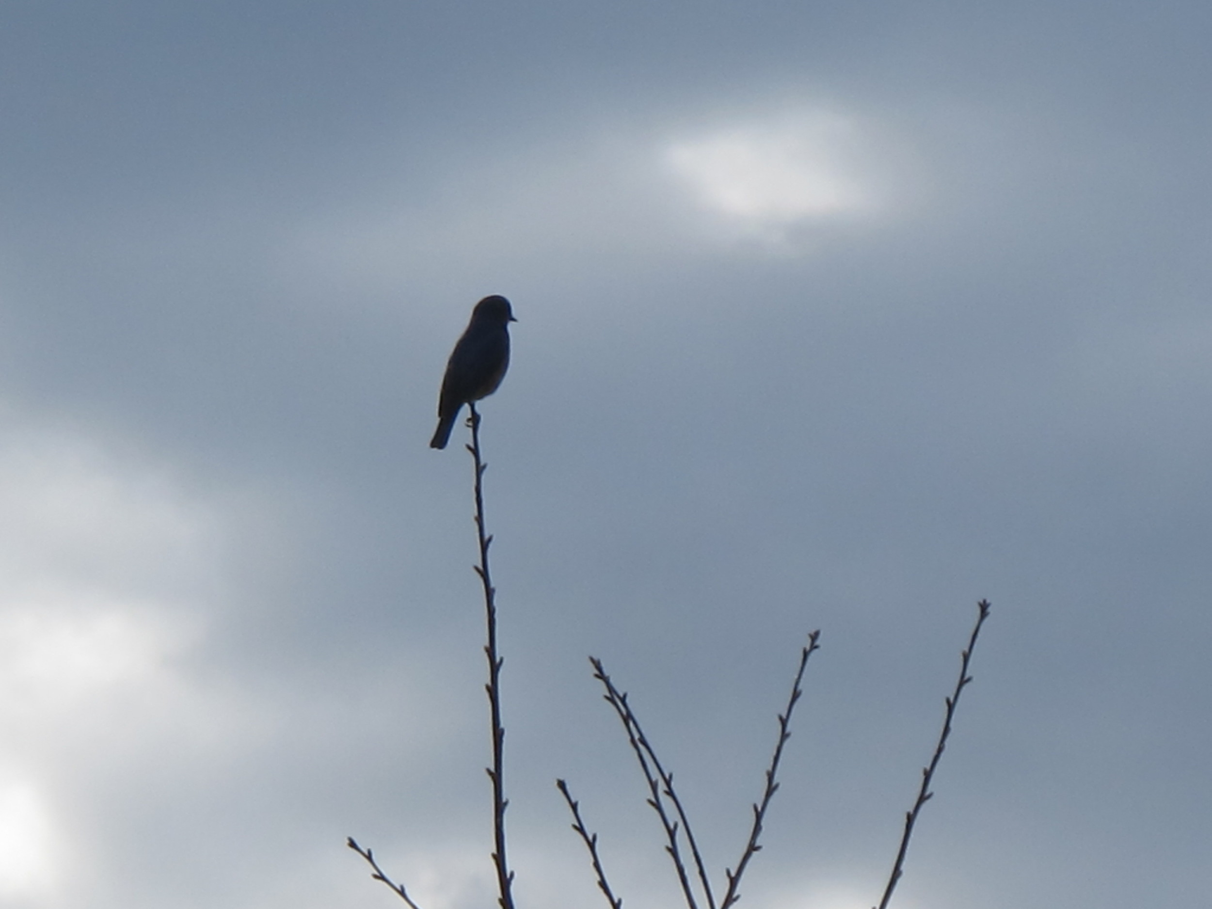 Can you tell from its silhouette what common bird this is? Hint: It is the state bird of New York and Missouri.