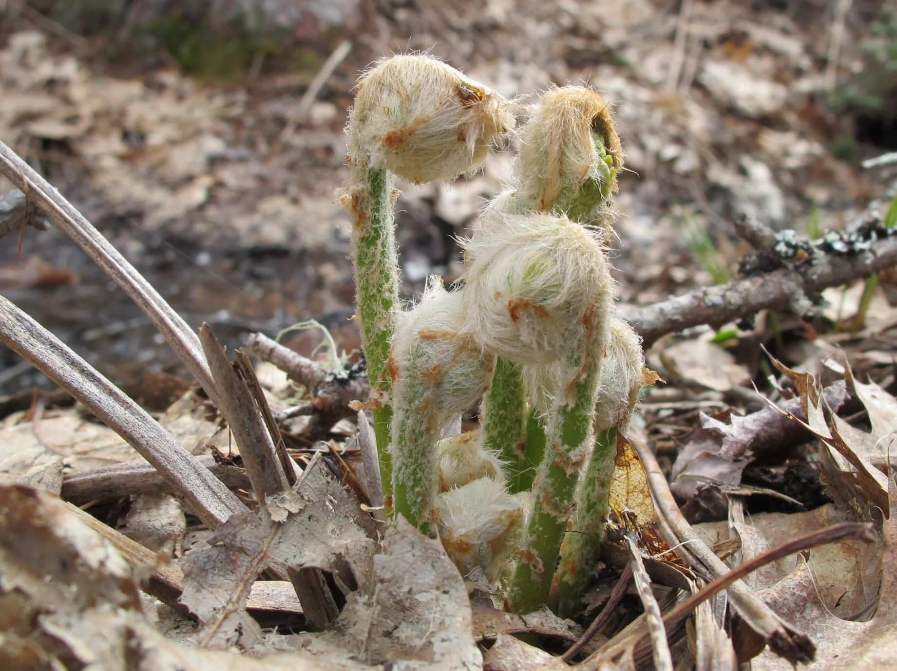 Can you identify these plants with the Justin Bieber haircuts? They popped up in our woods this week.
