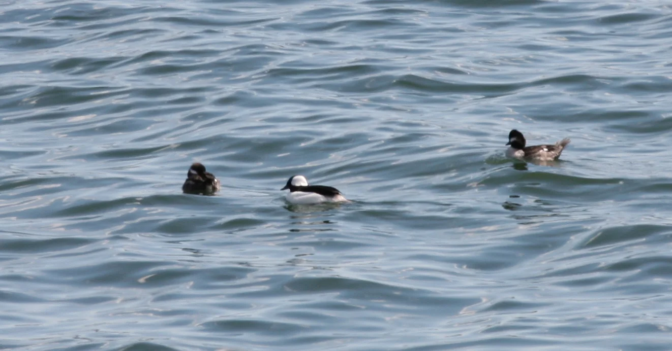 A few of our buffleheads enjoying yesterday's weather.
