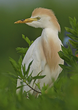 A cattle egret