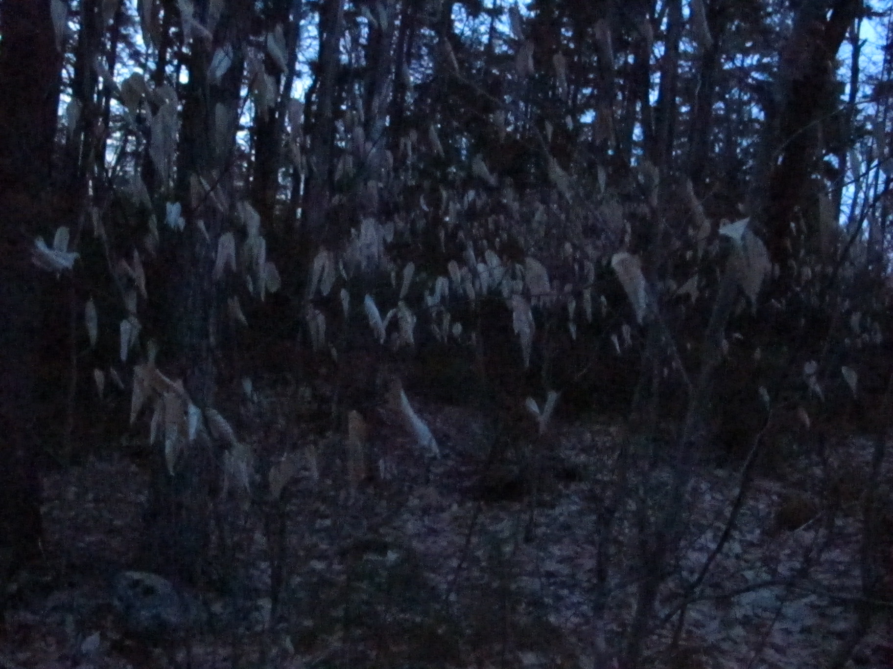 What's the tree that won't let go of its leaves?