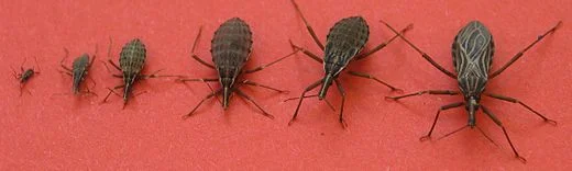 South American kissing bugs