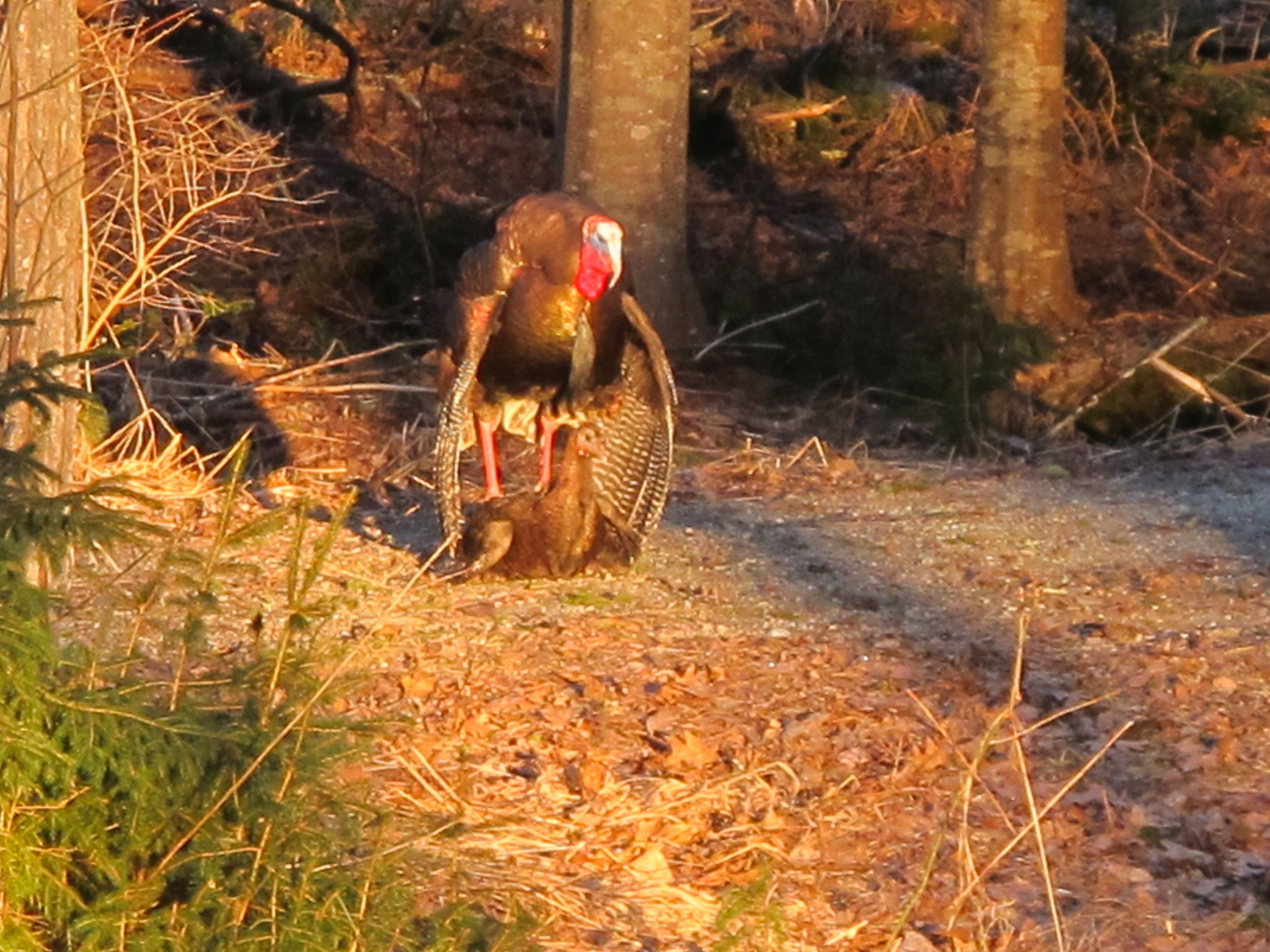 Turkey love