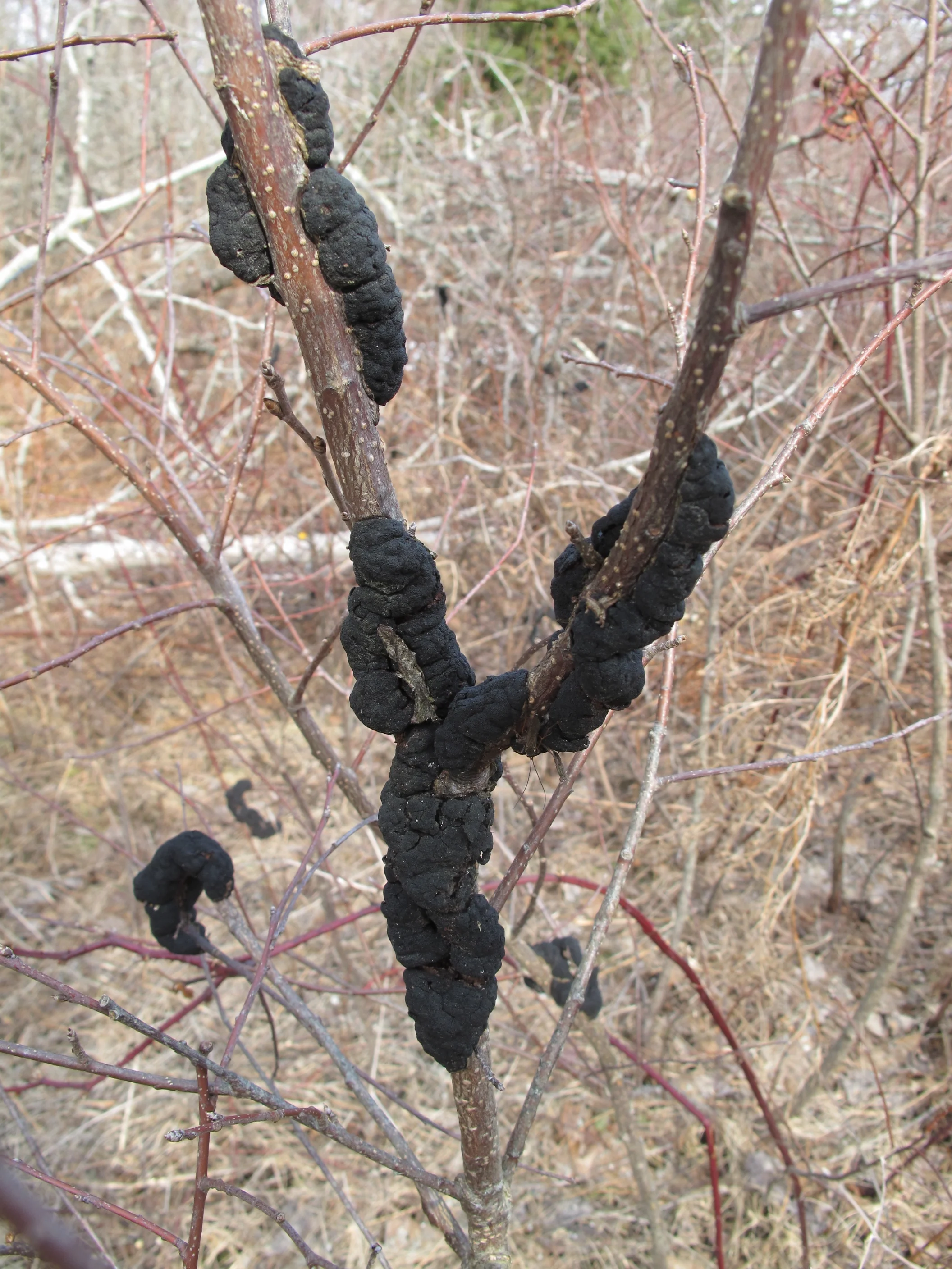 Black knot on one of our cherry trees