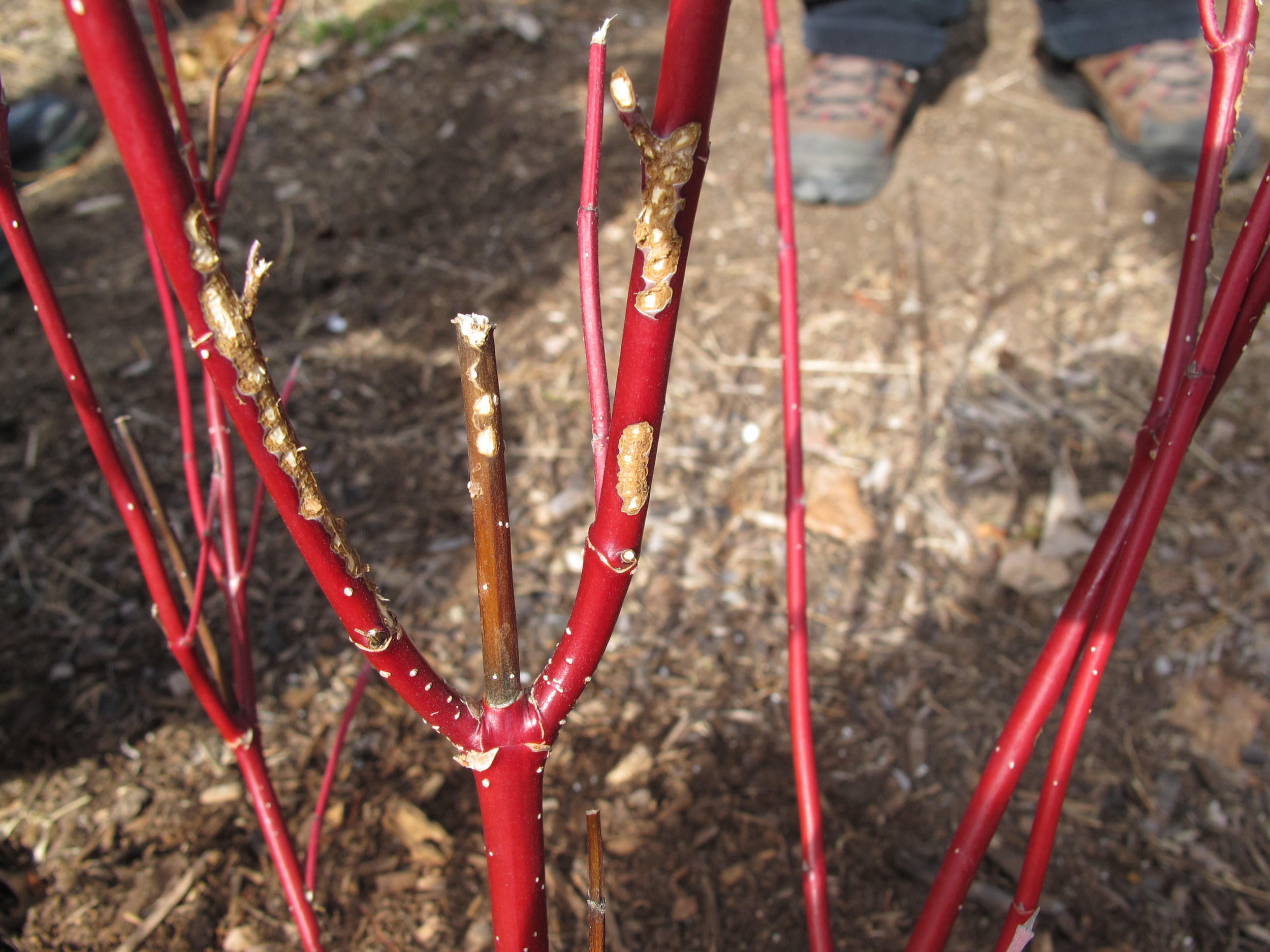 Beneath the snow, voles had been gnawing the bark of these young dogwoods. But deer also had been chewing off the tips of branches—leaving a different type of evidence.
