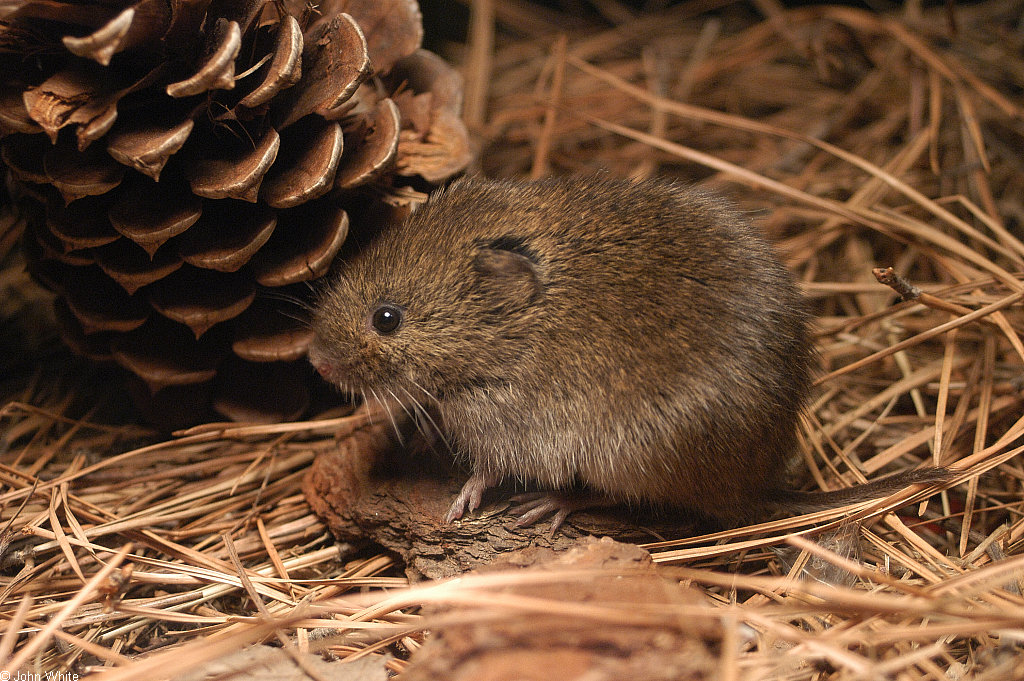 The dangerous-looking suspect: a meadow vole