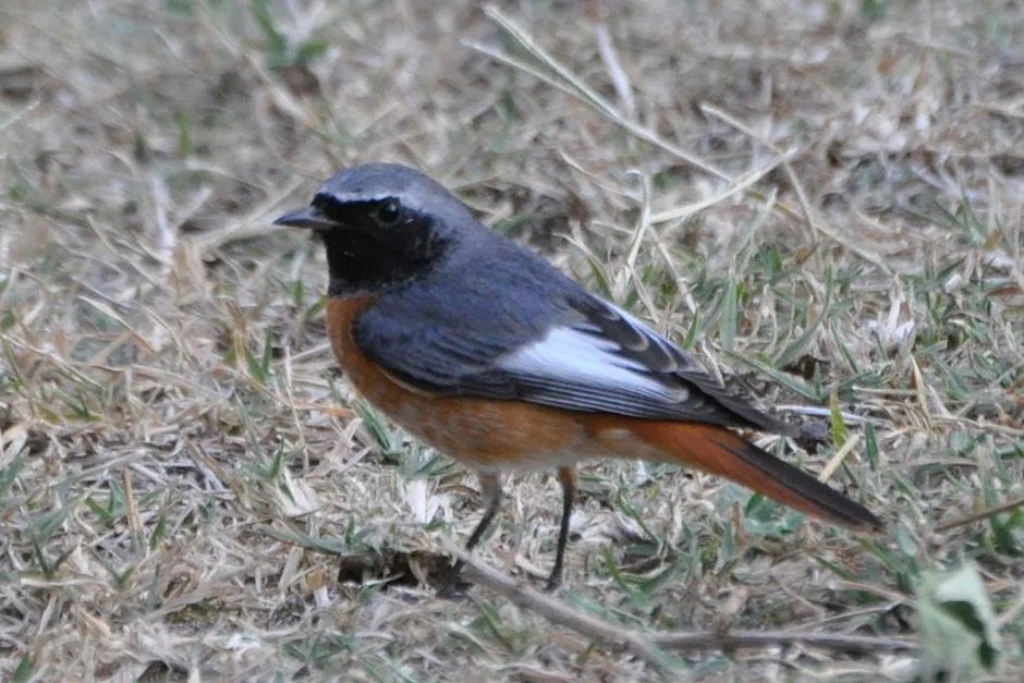 Aristotle regularly saw common redstarts like this one in Greece in the summer.