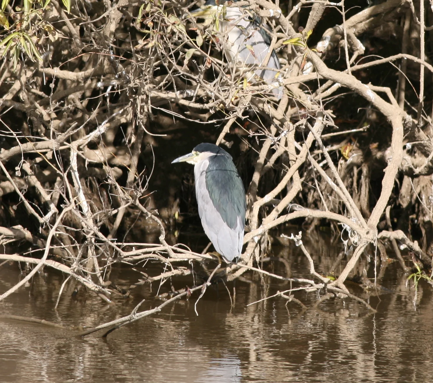 A black crowned night heron we saw last November at the Colusa National Wildlife Refuge in California.