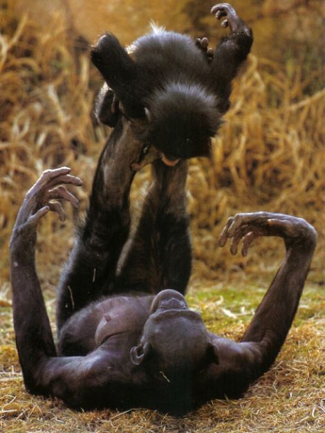 Bonobos have a female-dominated society for which the motto could be either Make love, not war or Girls just want to have fun.
